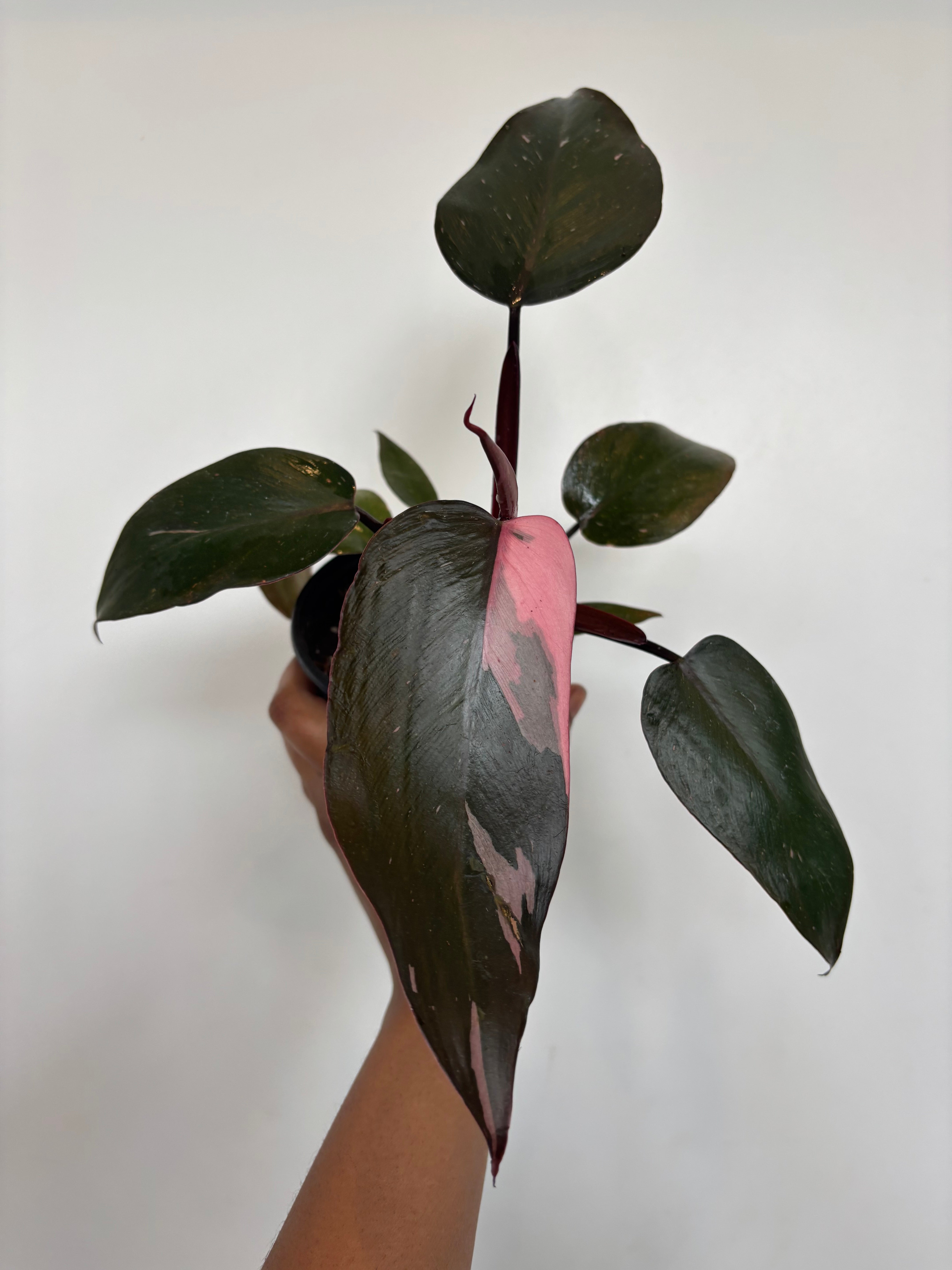 Pink Princess Philodendron