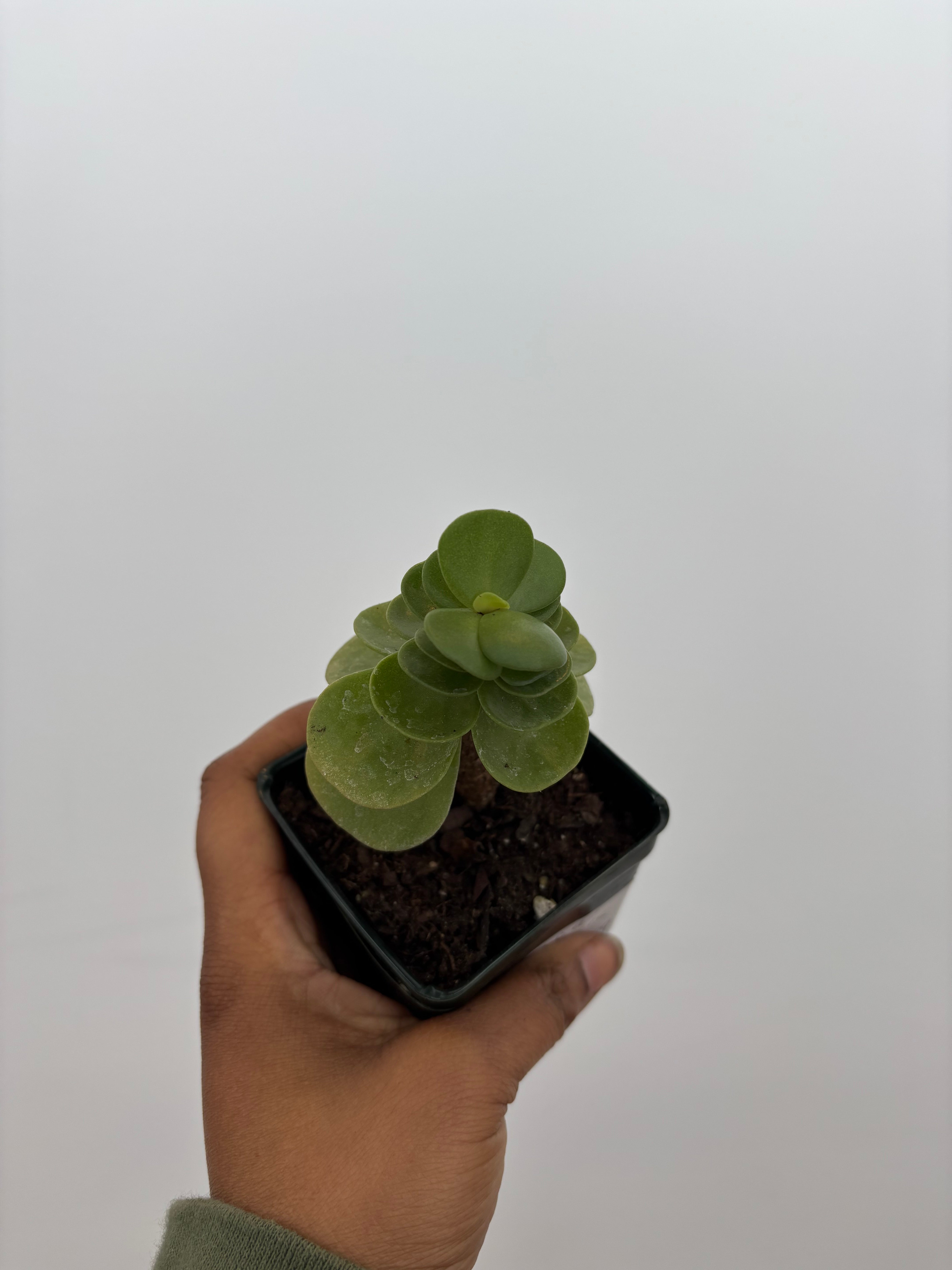Portulaca Molokiniensis