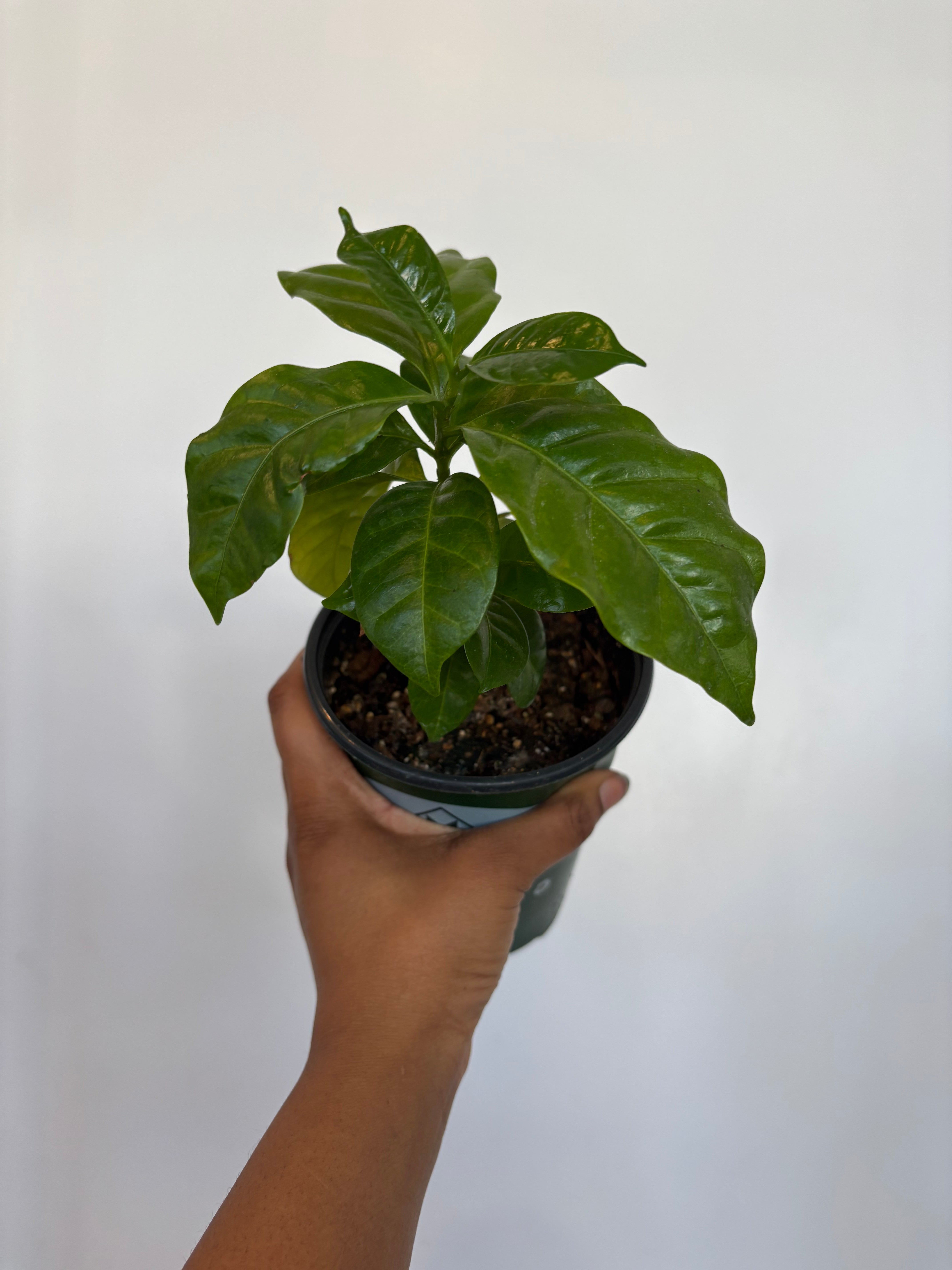 Arabica Coffee plant