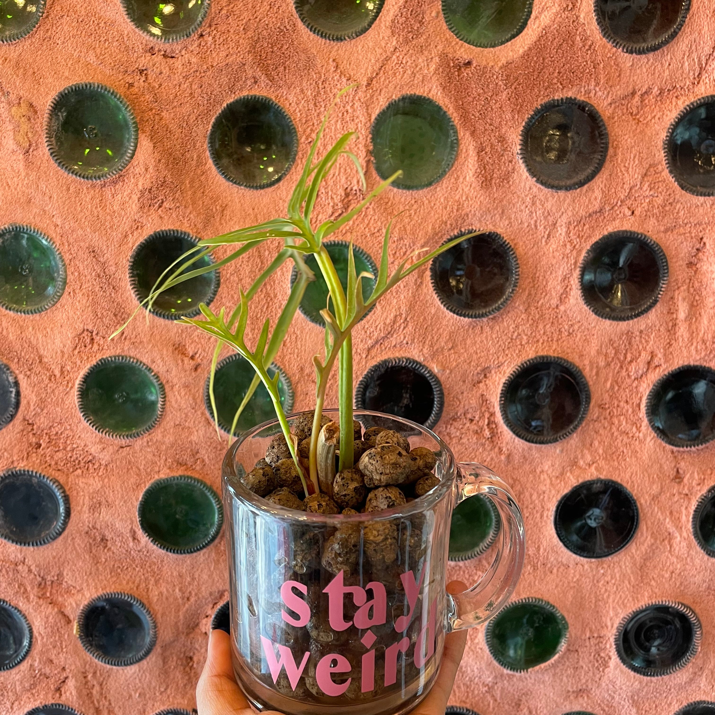 Philodendron Tortum