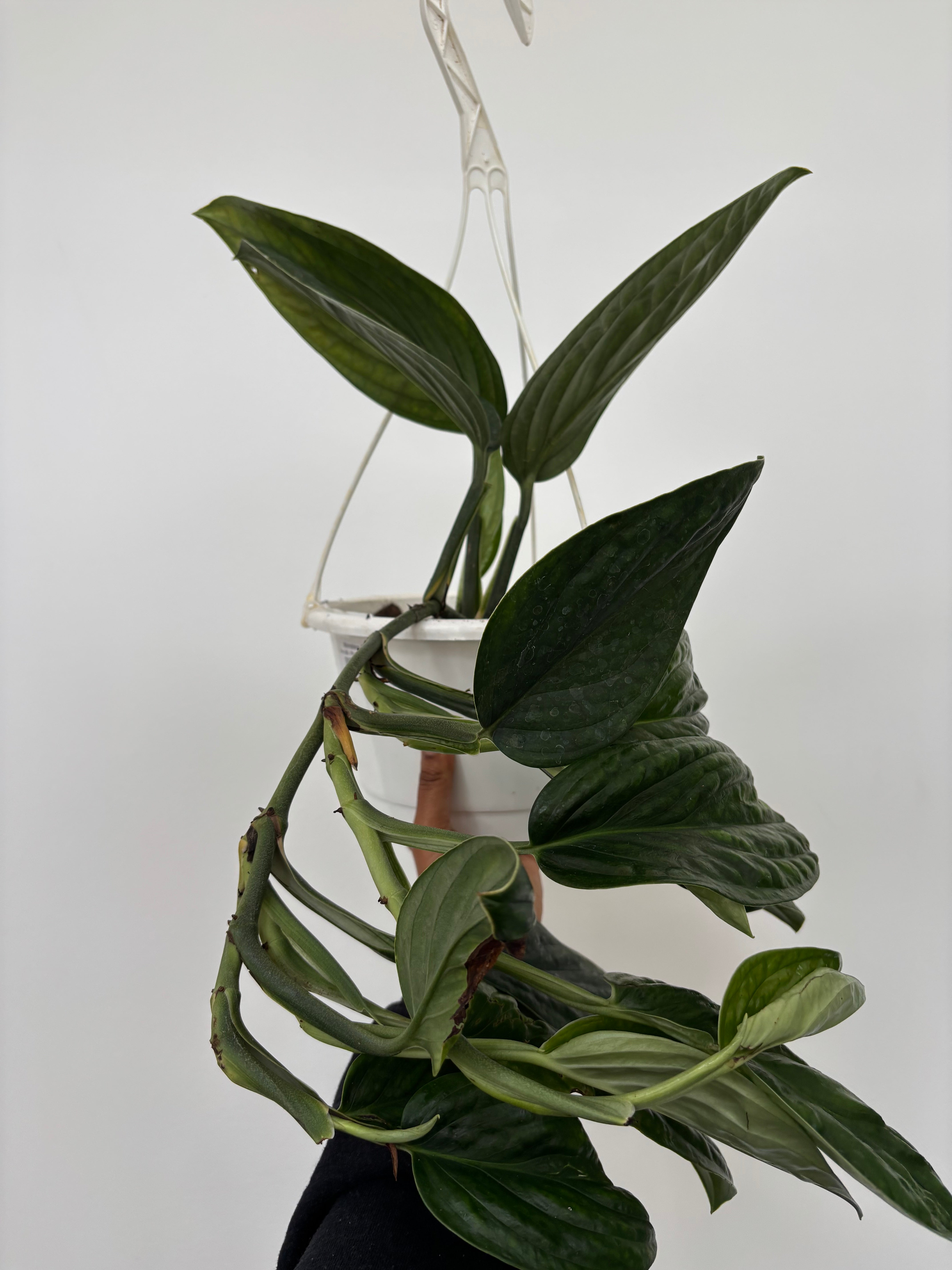 Monstera Peru