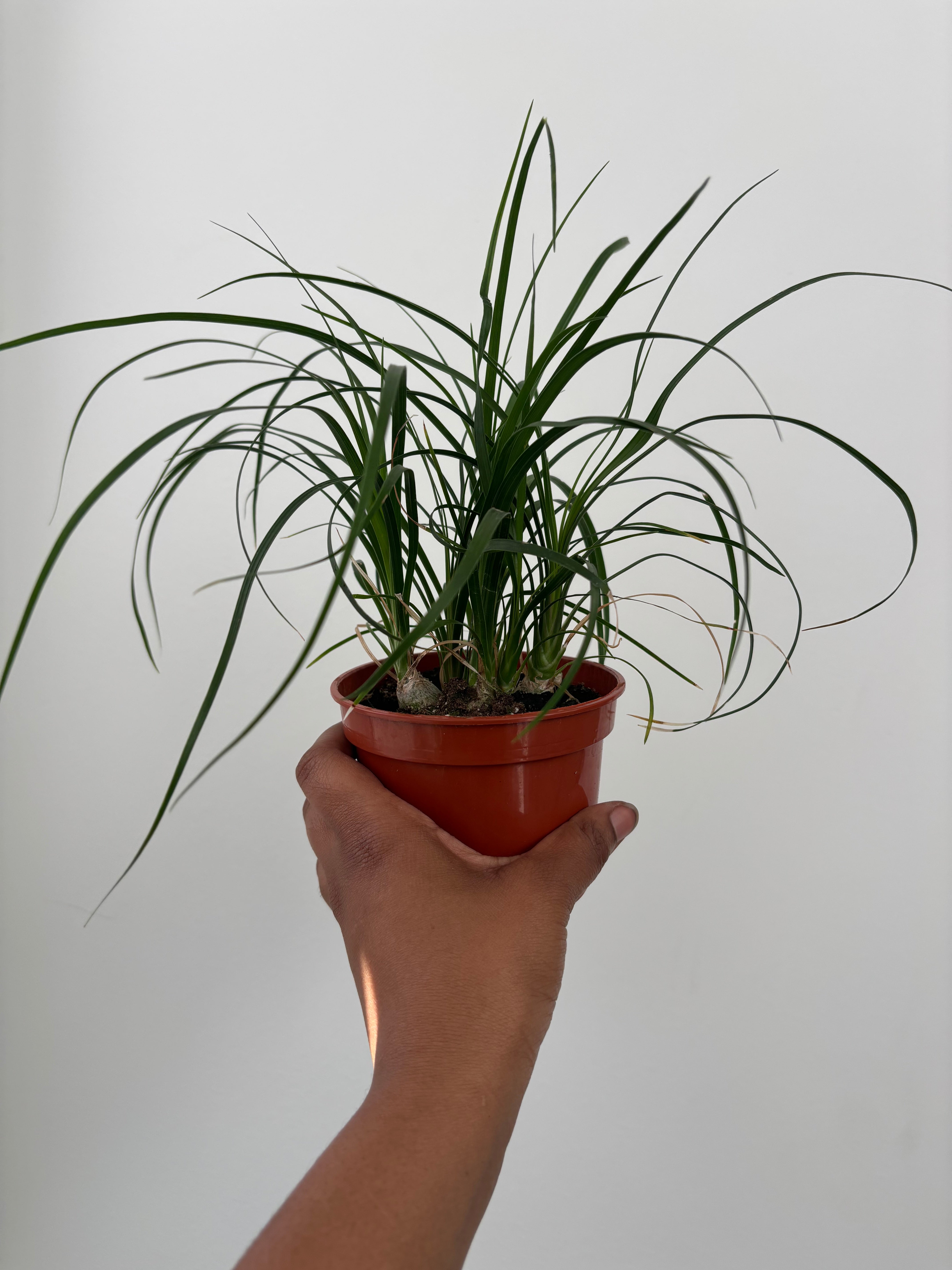 Ponytail Palm