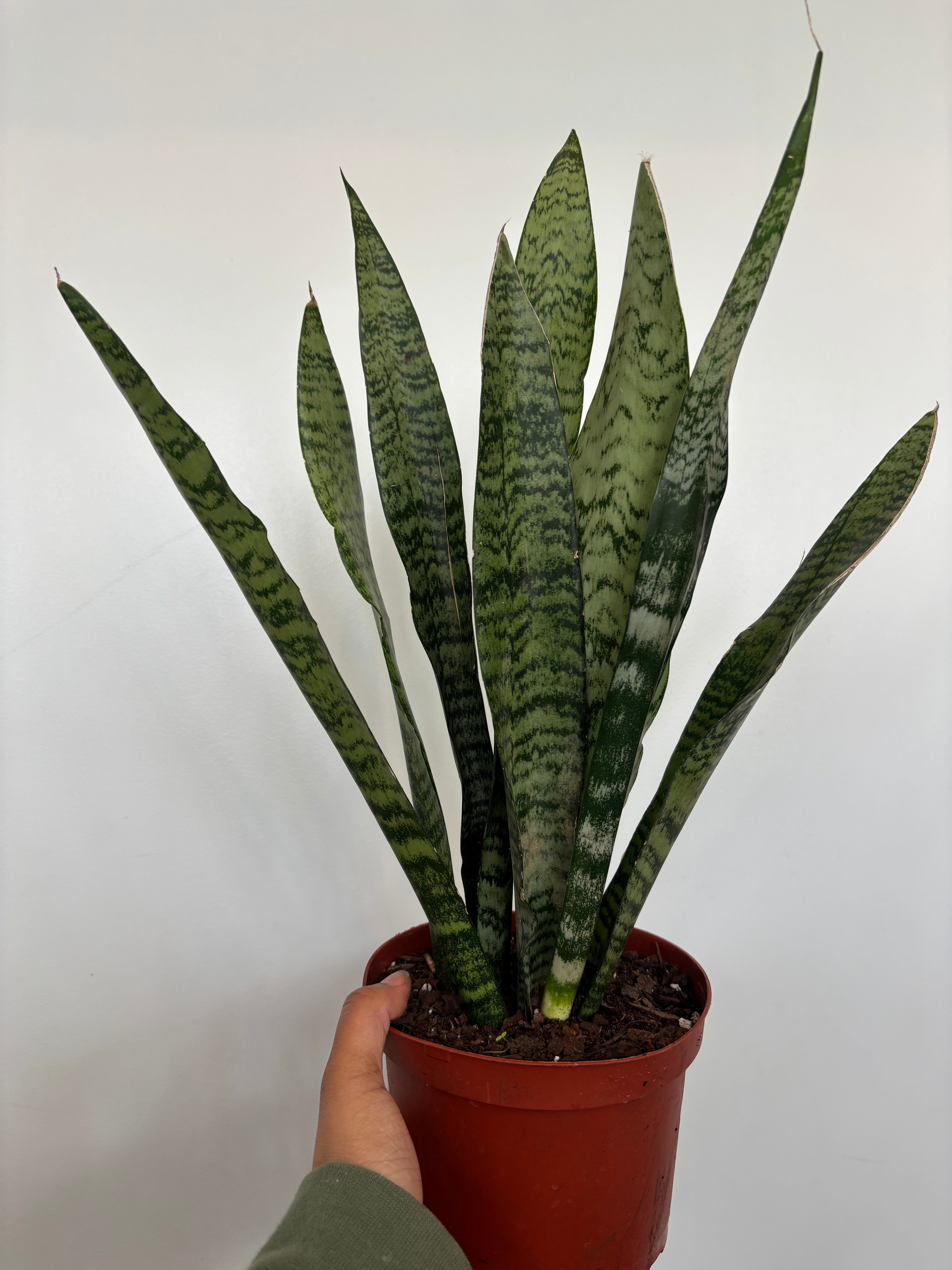 Sansevieria Zeylancia