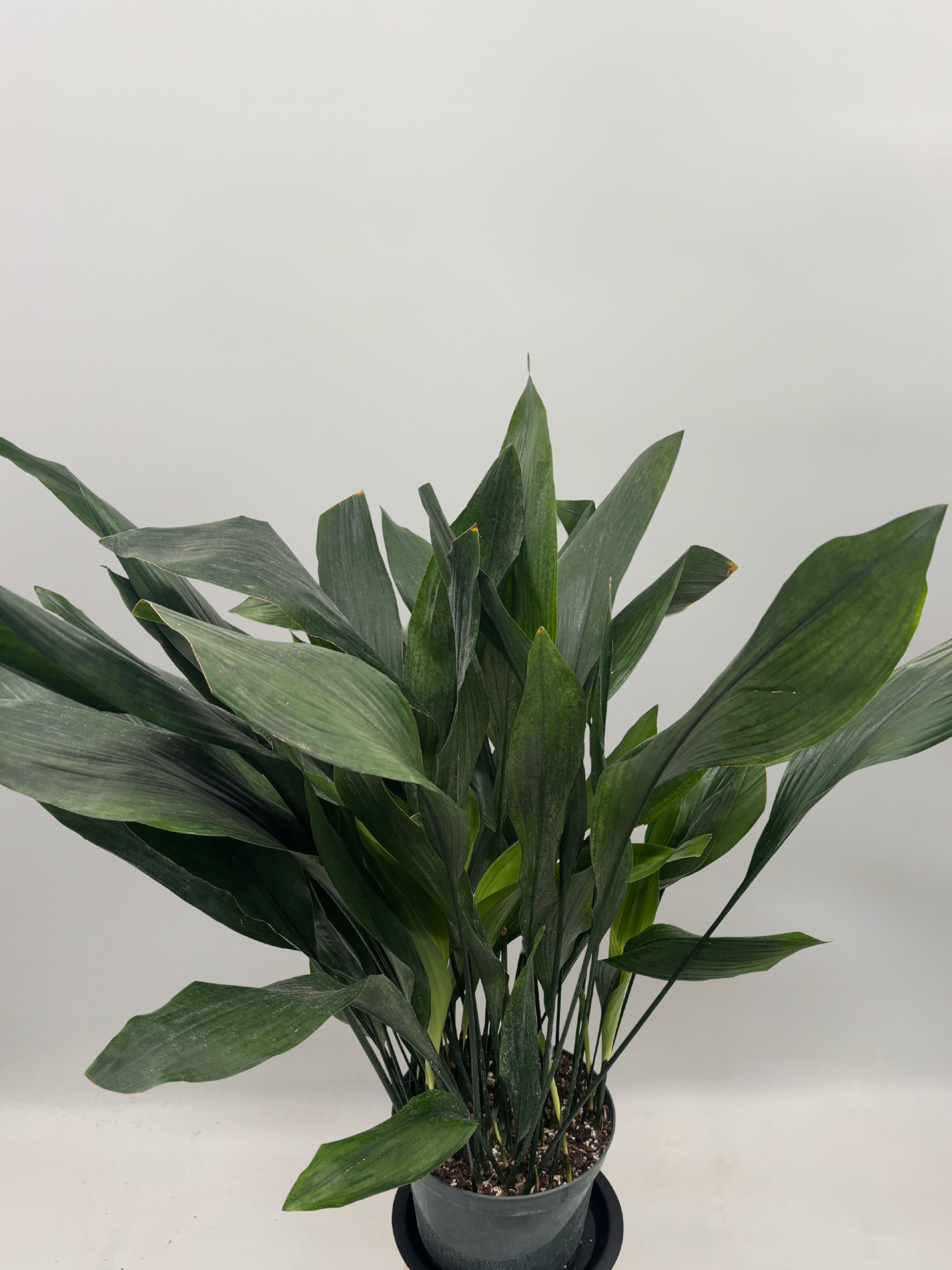 Aspidistra Elatior, Cast iron plant