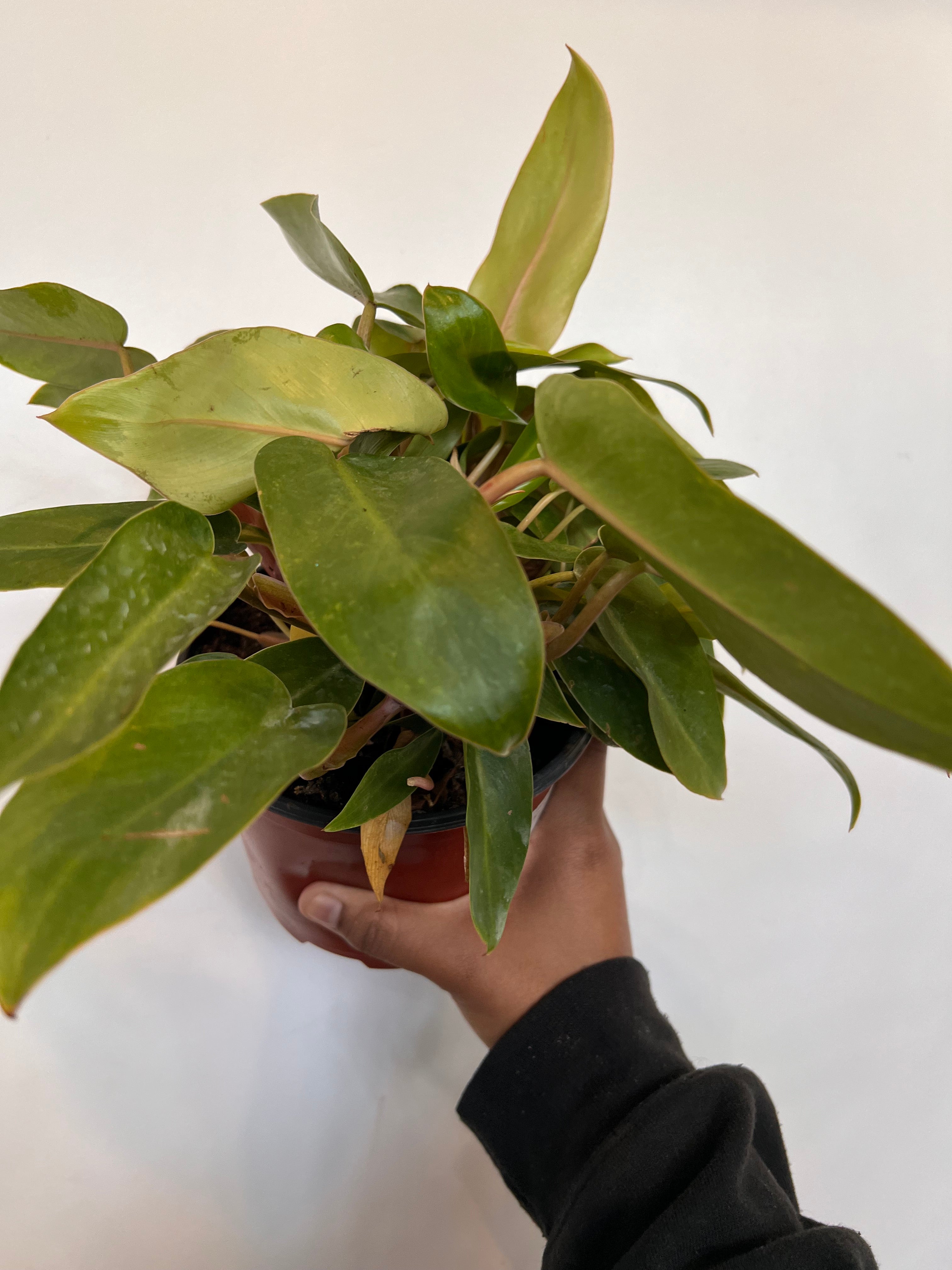 Philodendron Super Dwarf Red