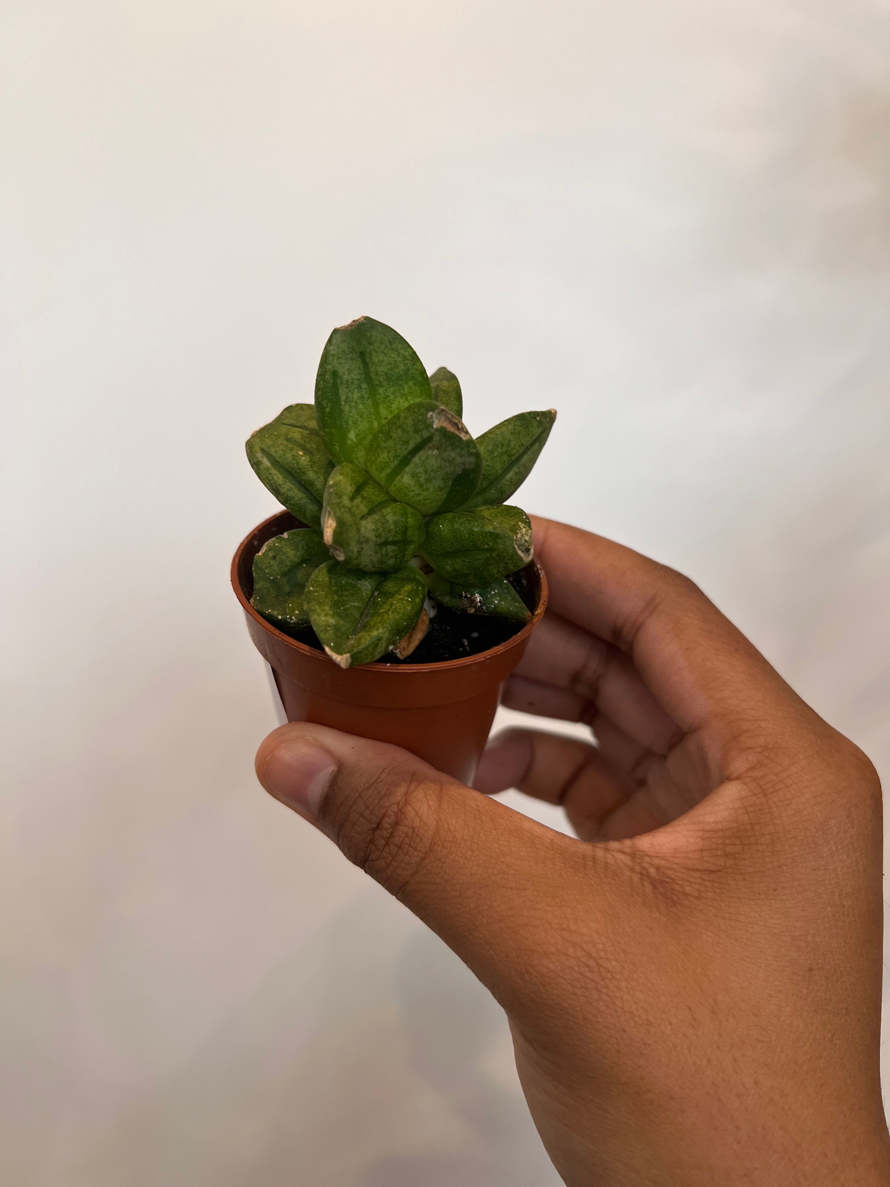Sansevieria Pyramid Crown