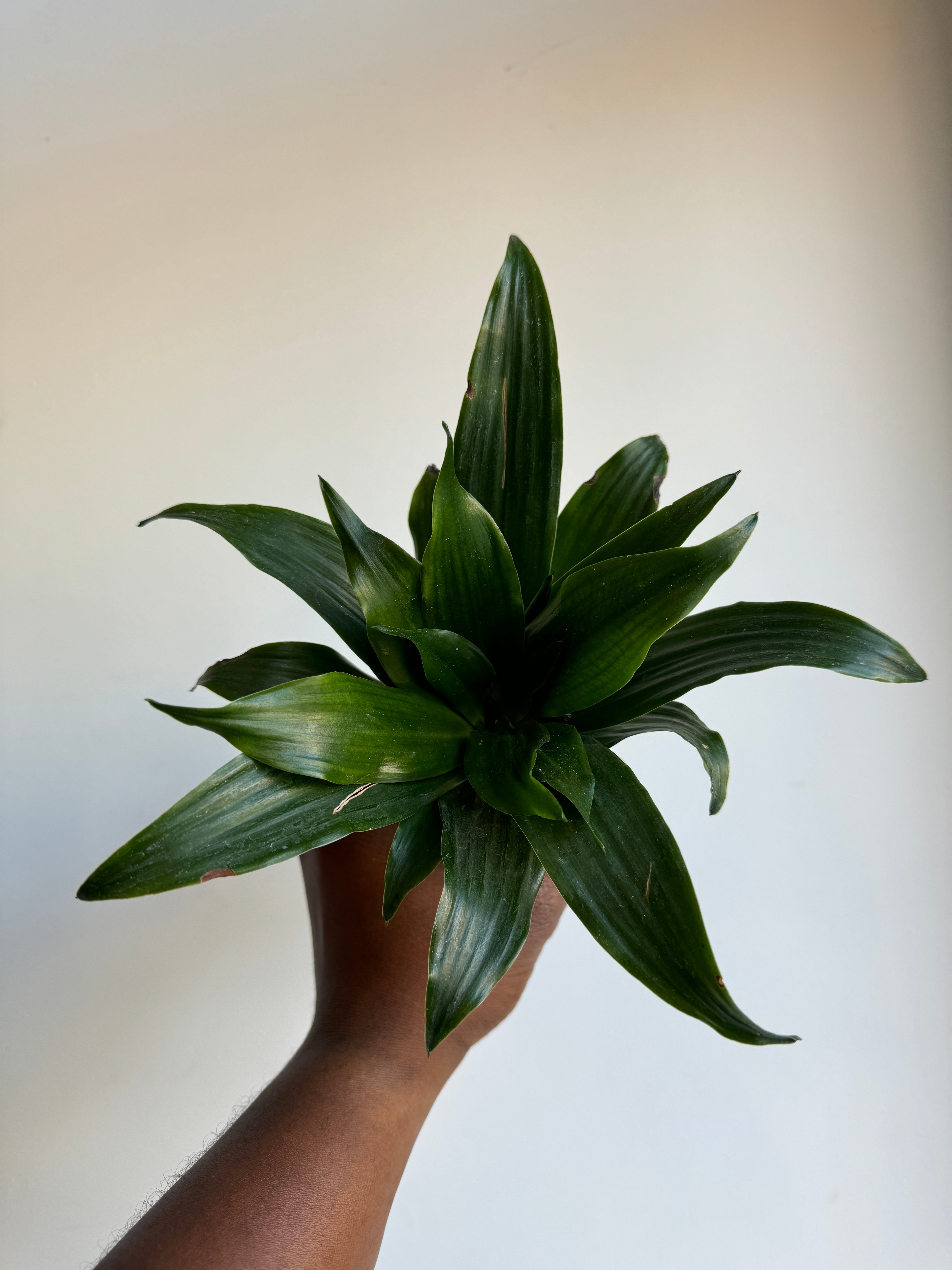 Dracaena Janet Craig Compacta