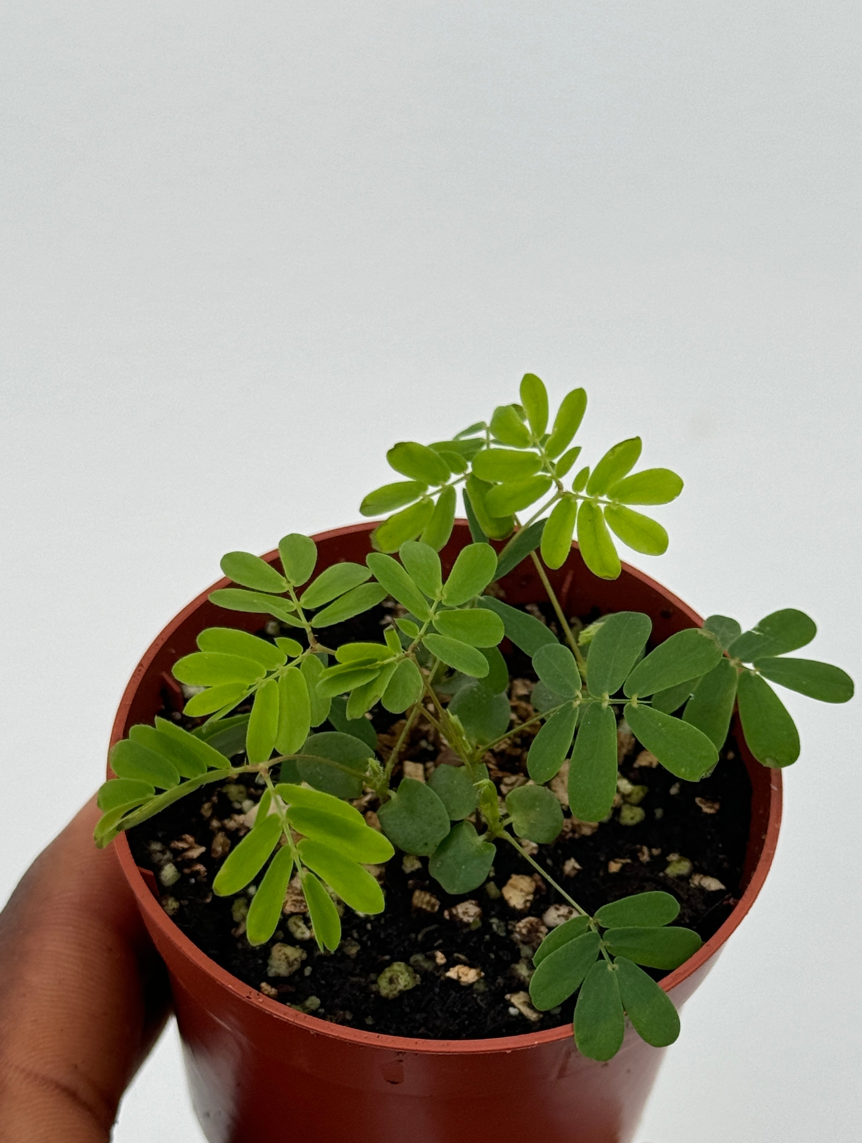 Mimosa pudica, Sensitive Plant