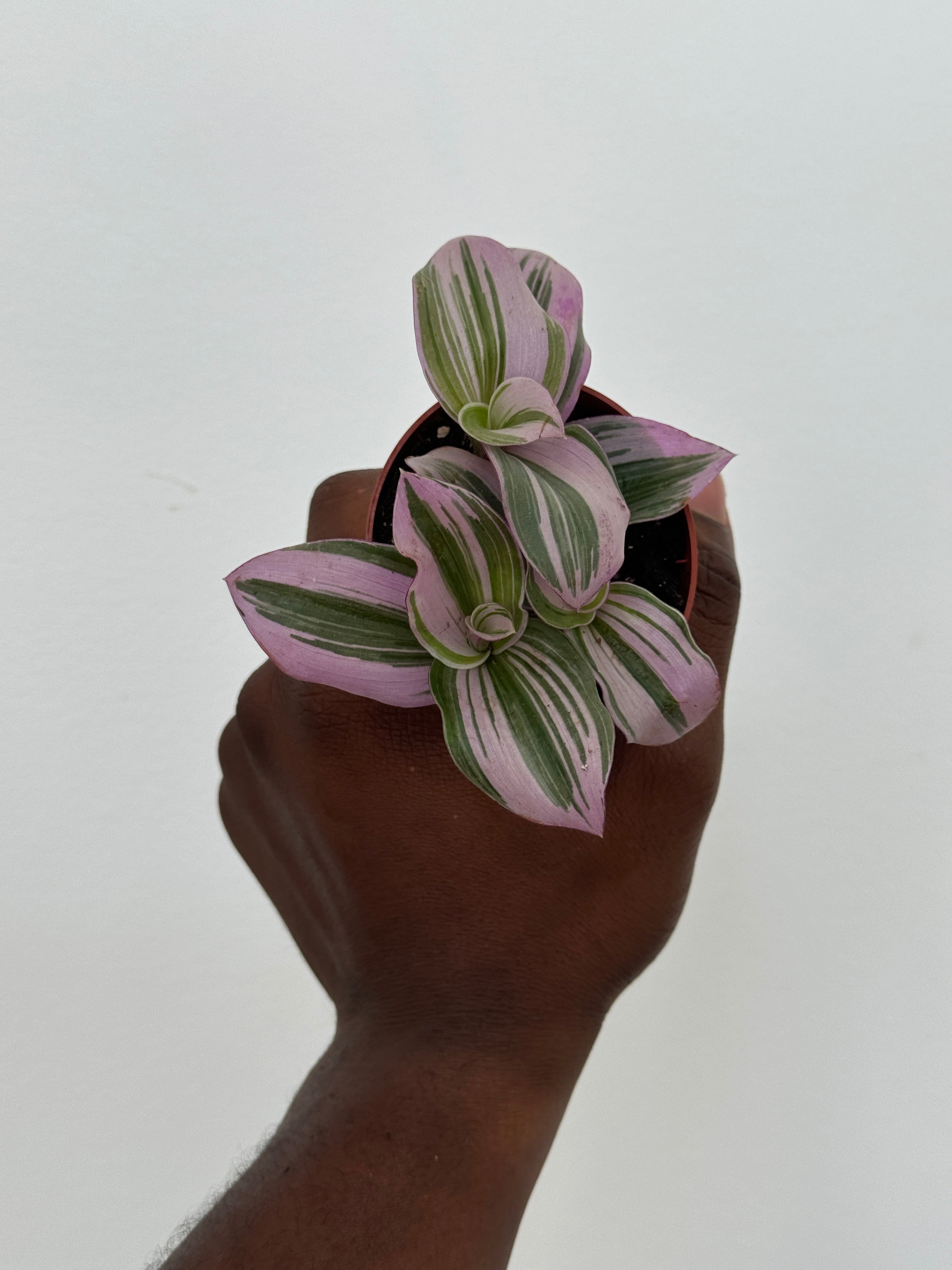 Tradescantia Nanouk