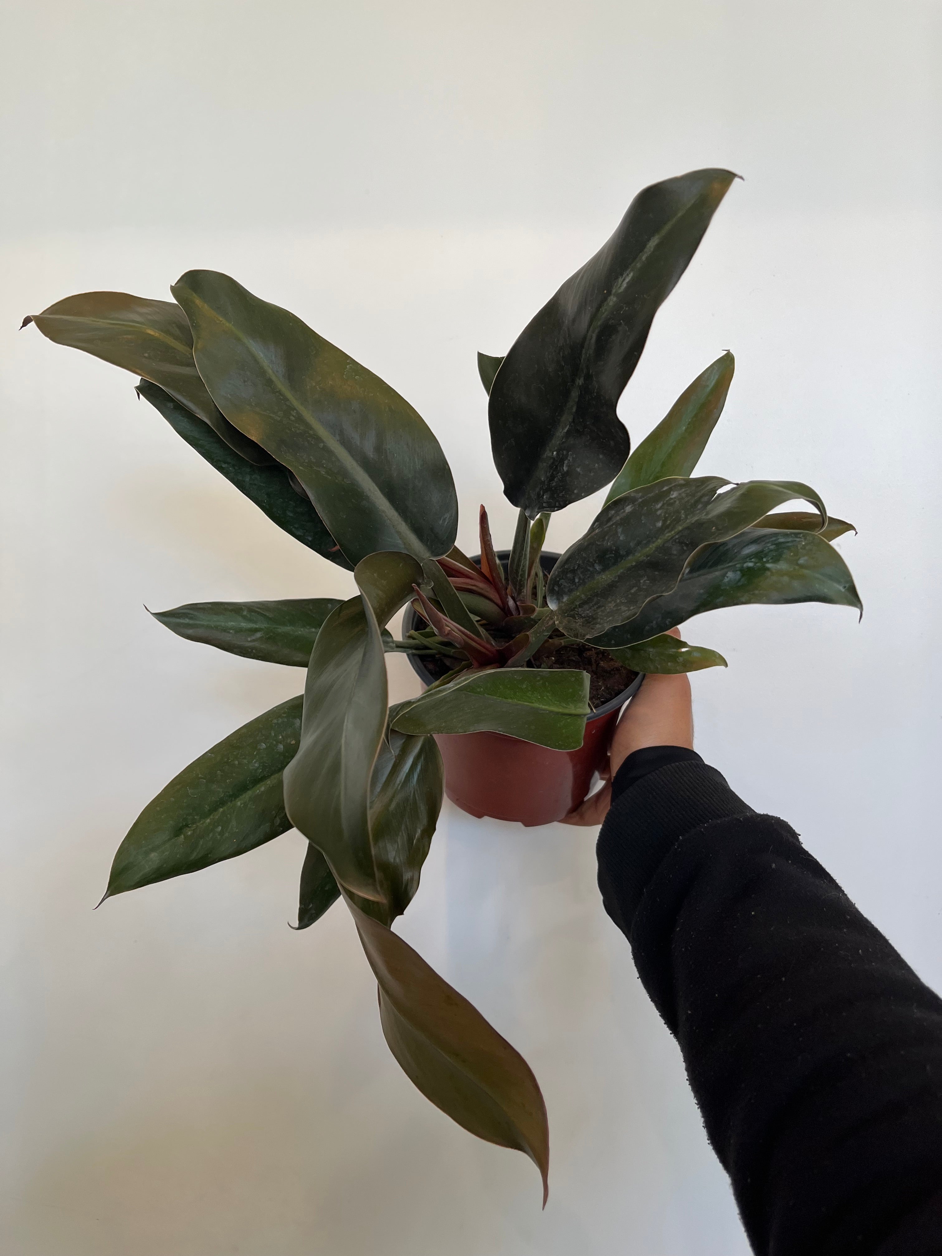 Philodendron Imperial Red