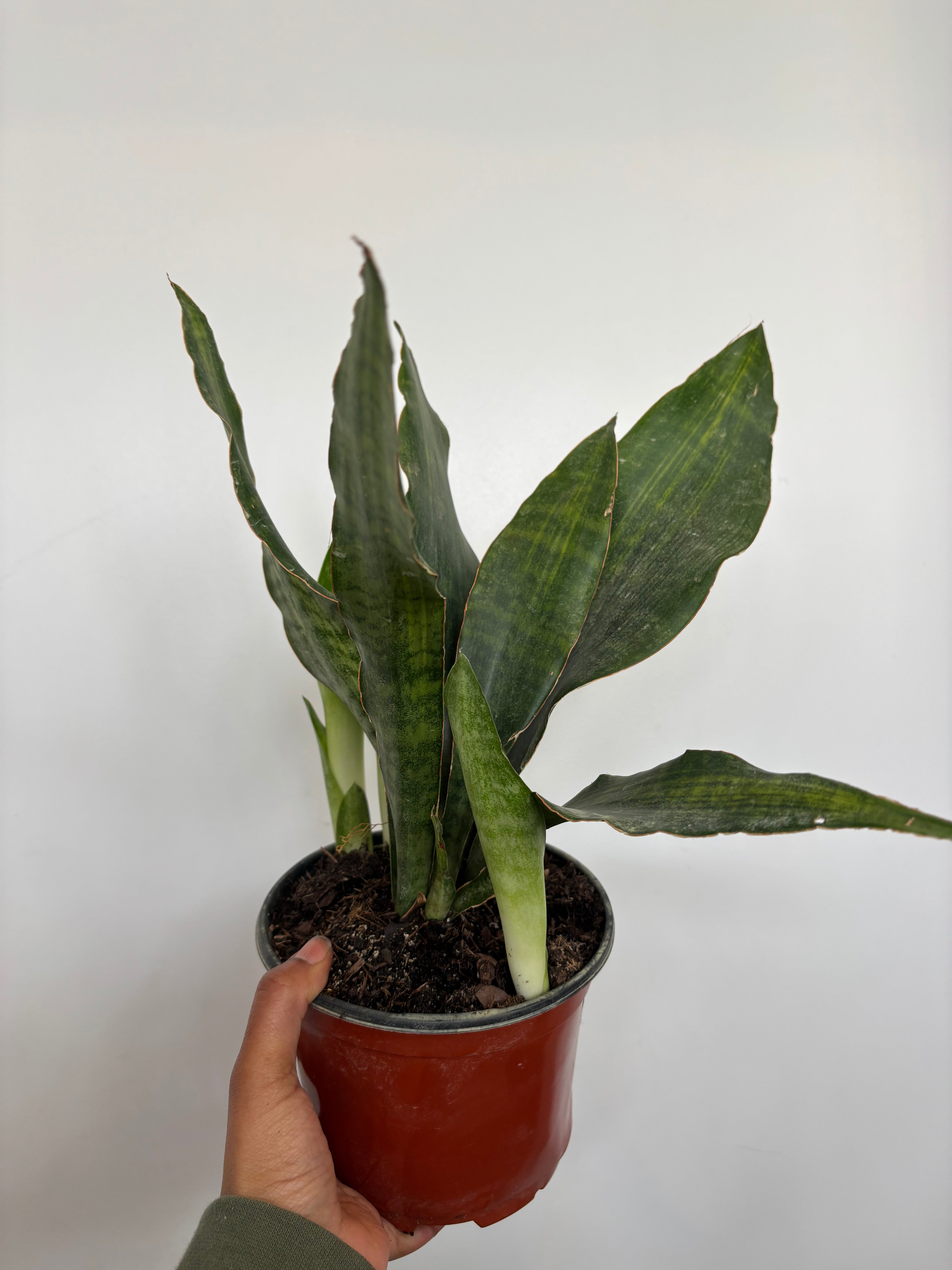 Sansevieria Zebra