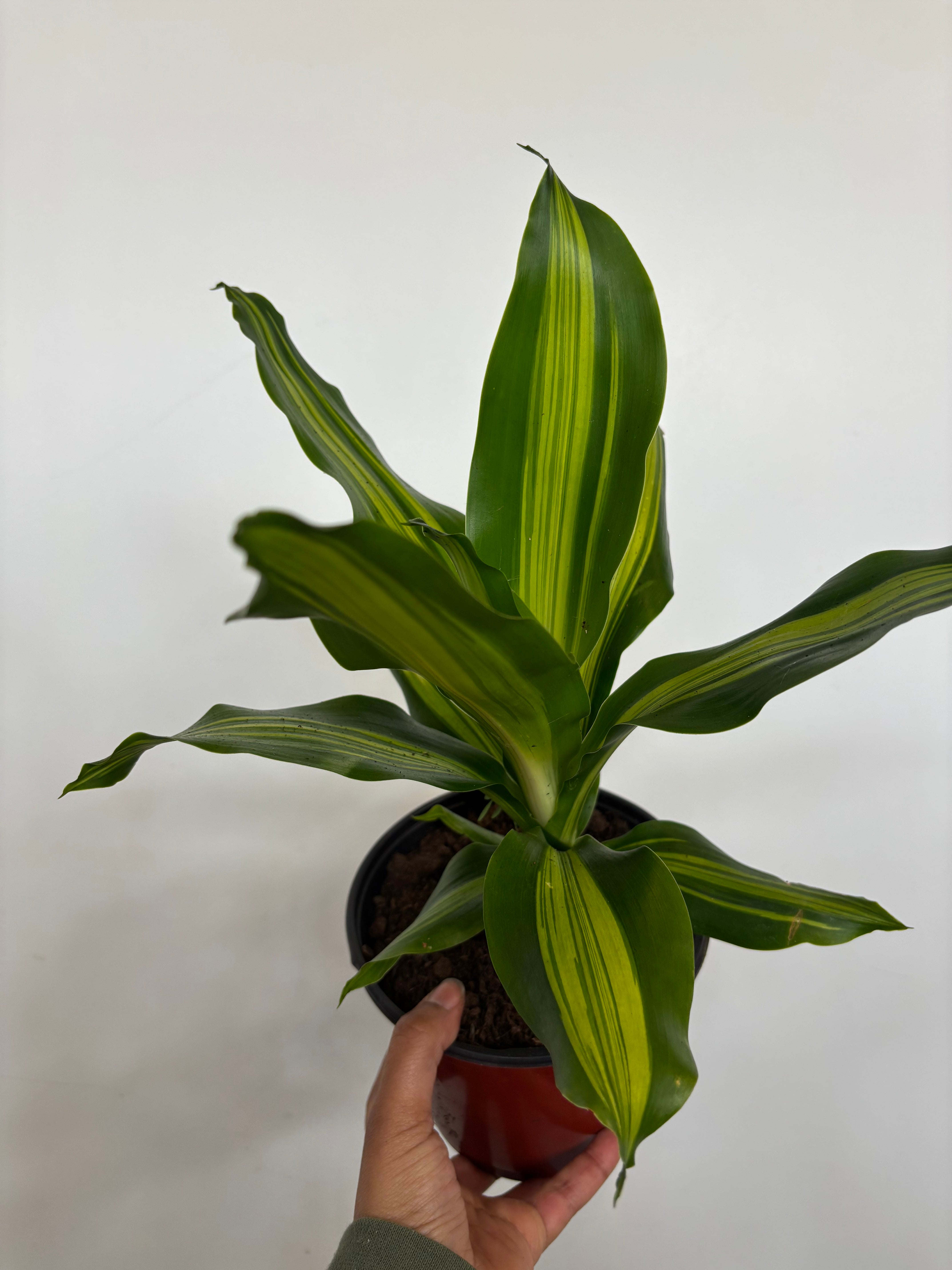 Dracaena Marley