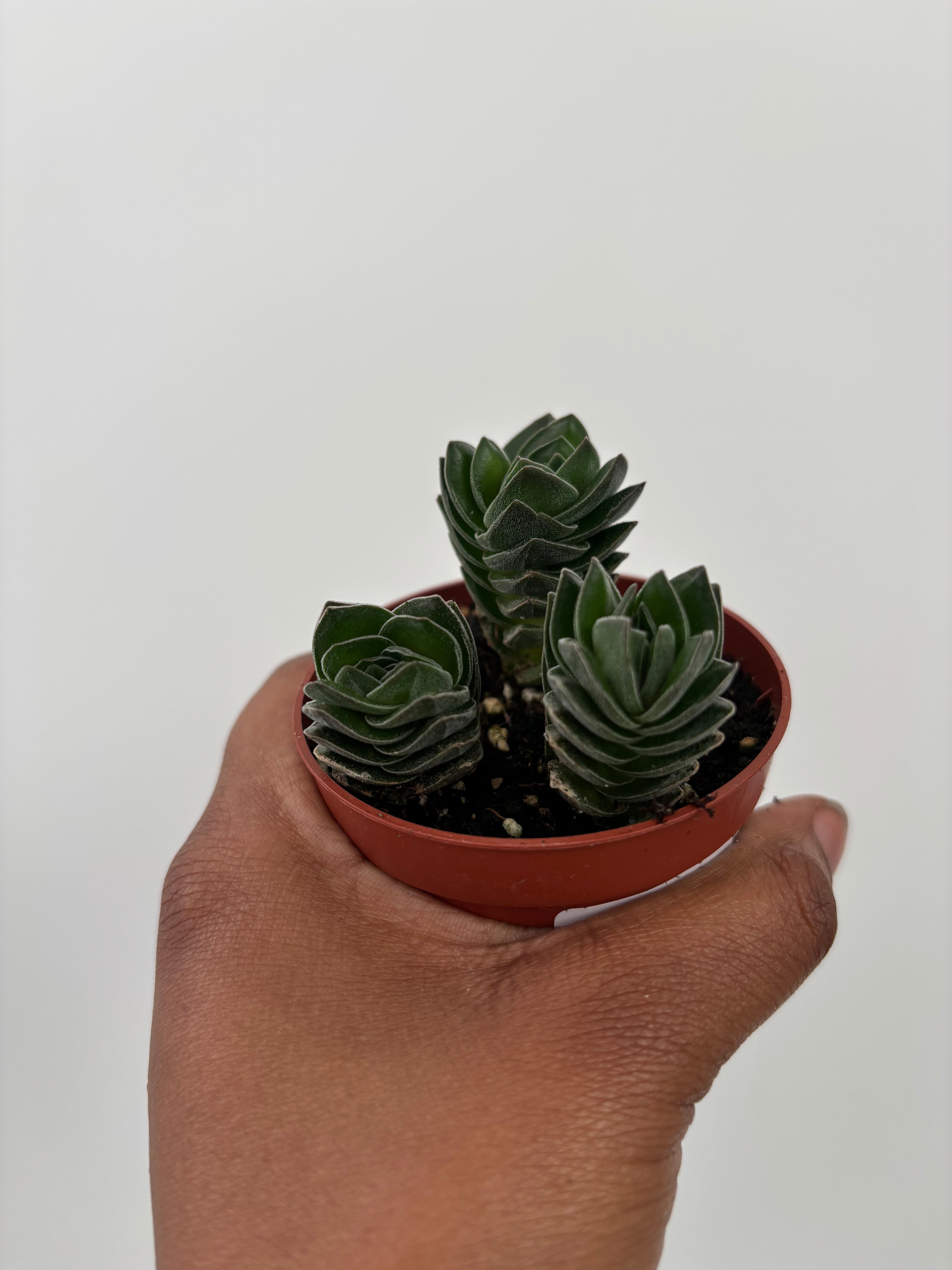 Crassula Pyramidalis, Buddha Temple