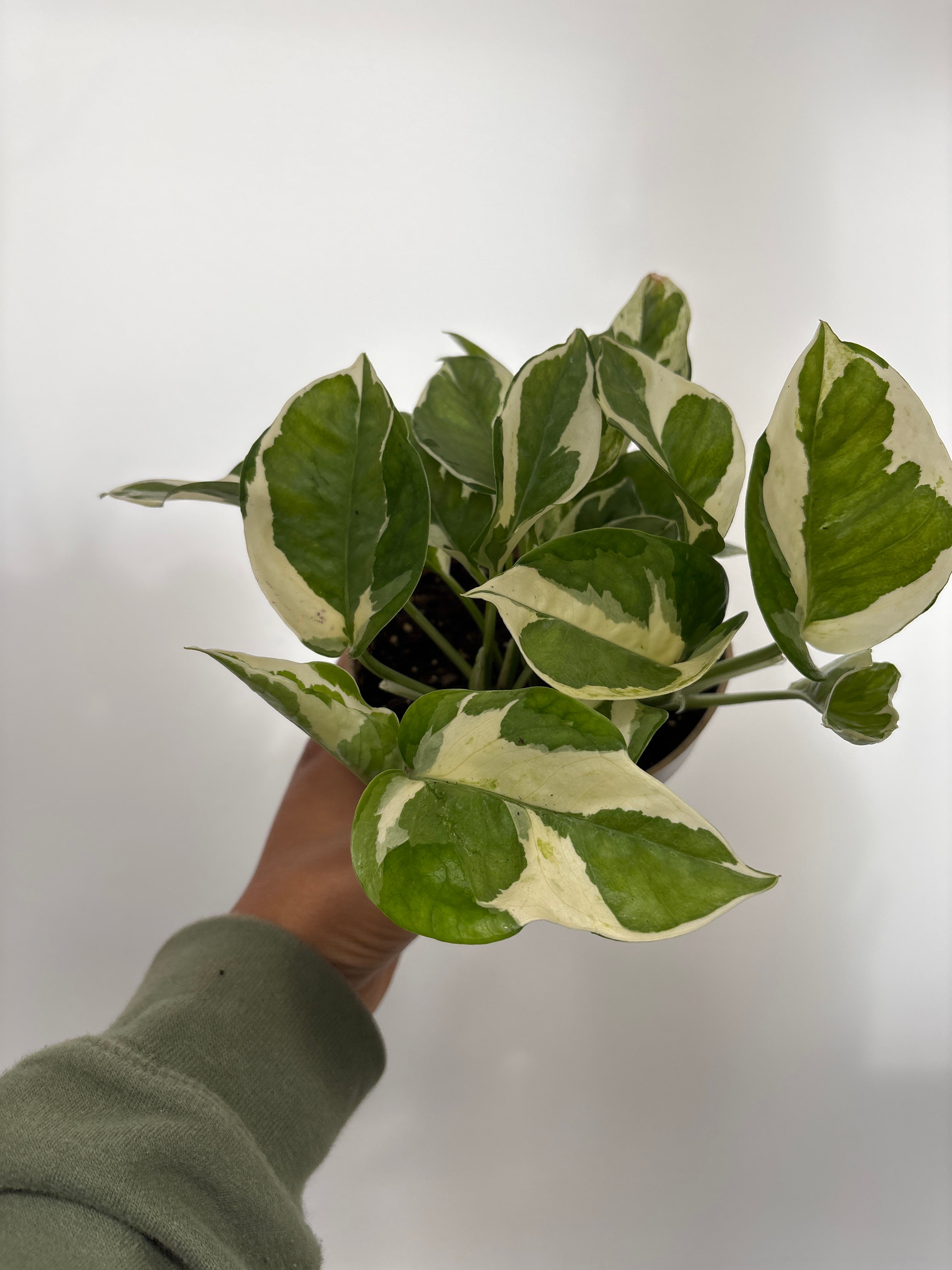 Pearls and Jade Pothos