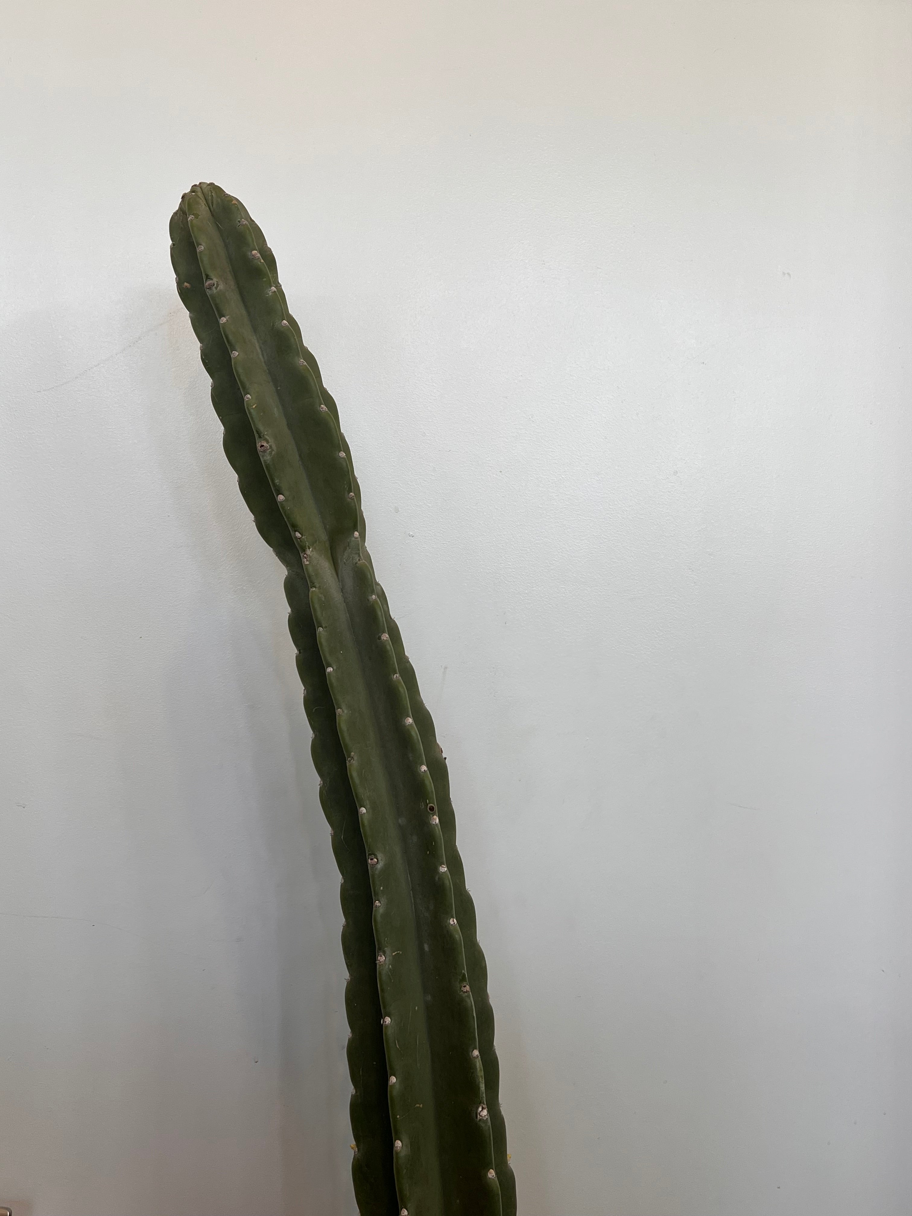 Peruvian Apple Cactus
