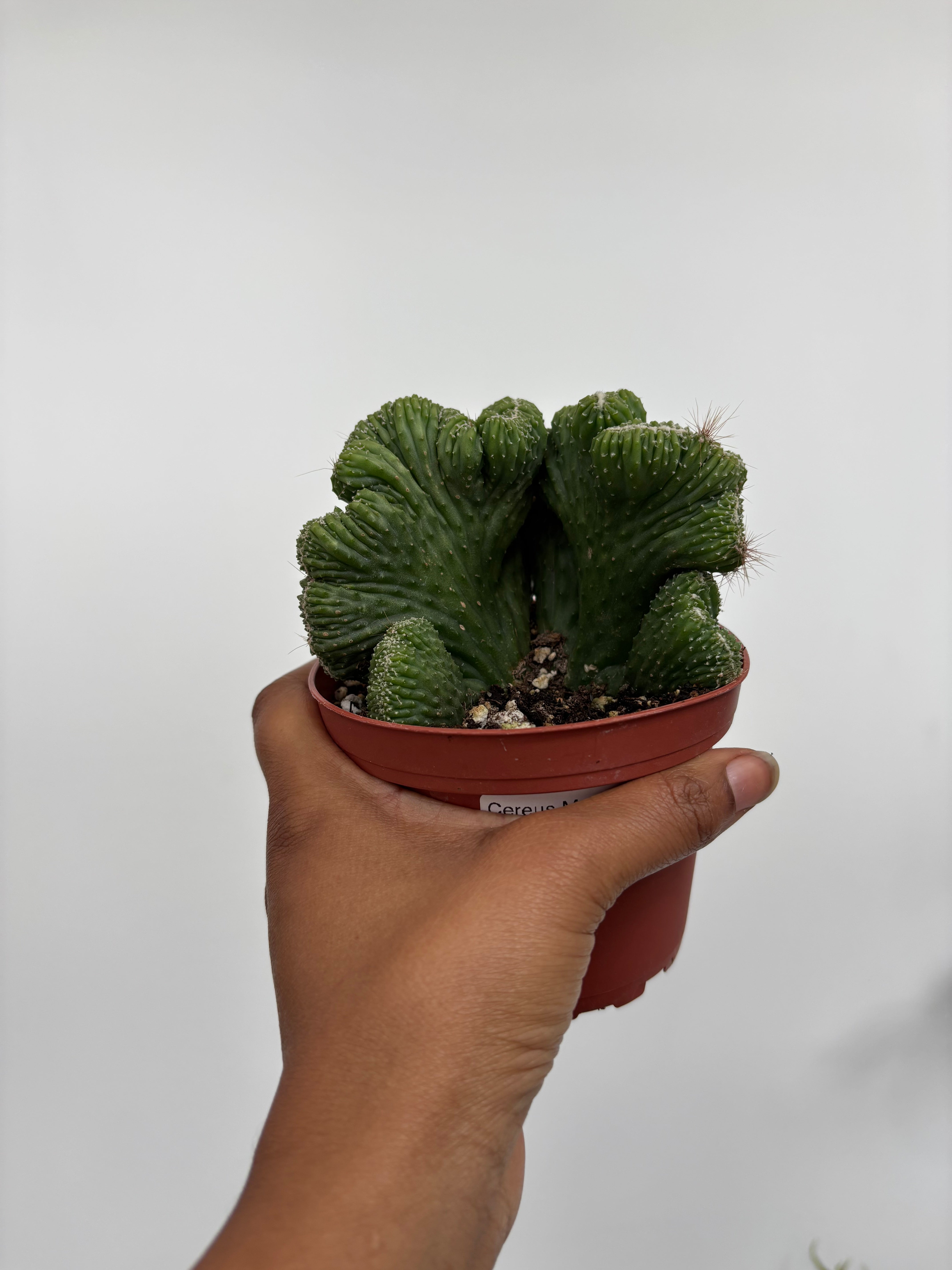 Crested Cereus Montrose Cactus