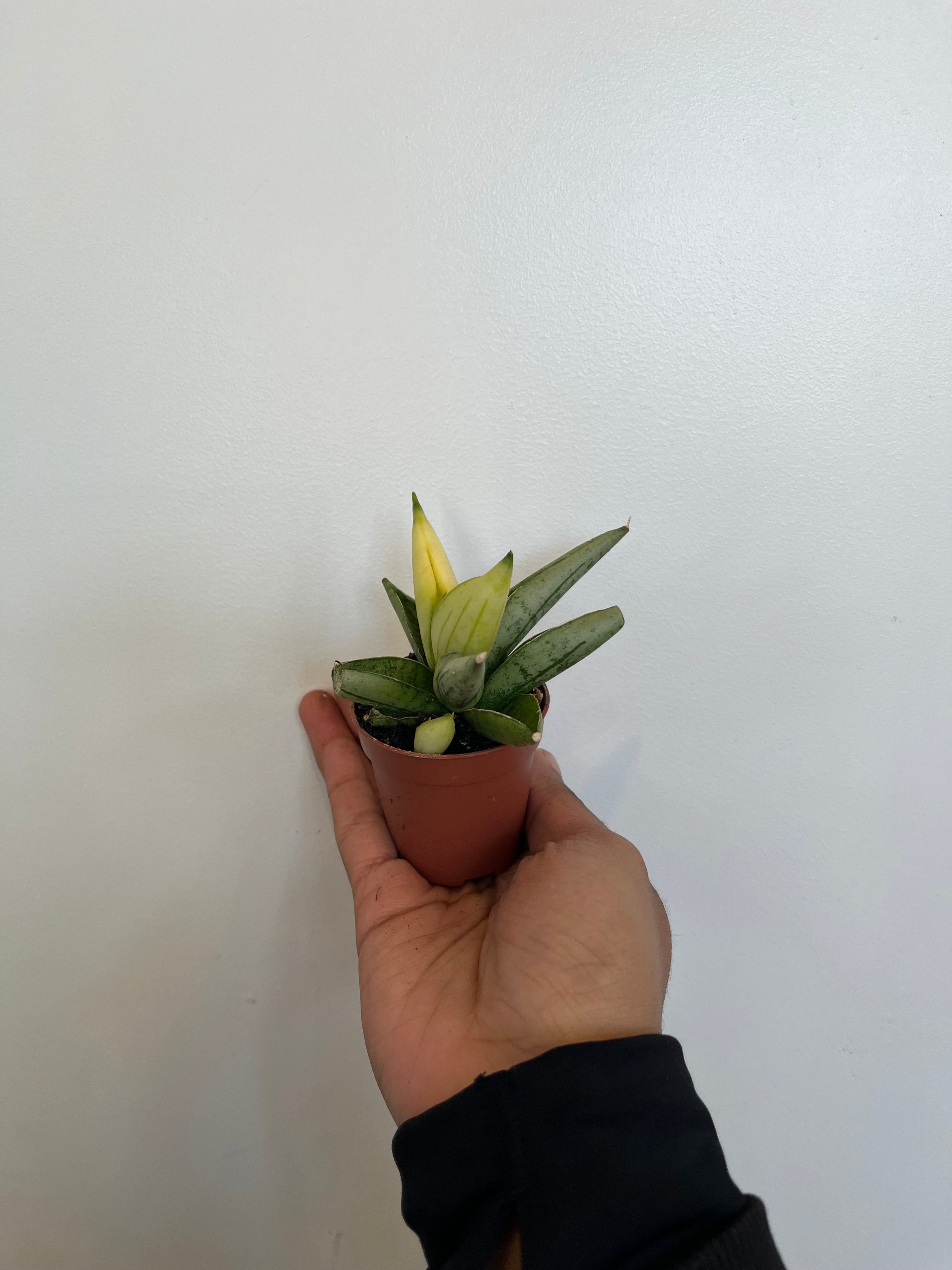 Sansevieria Bonji Variegated