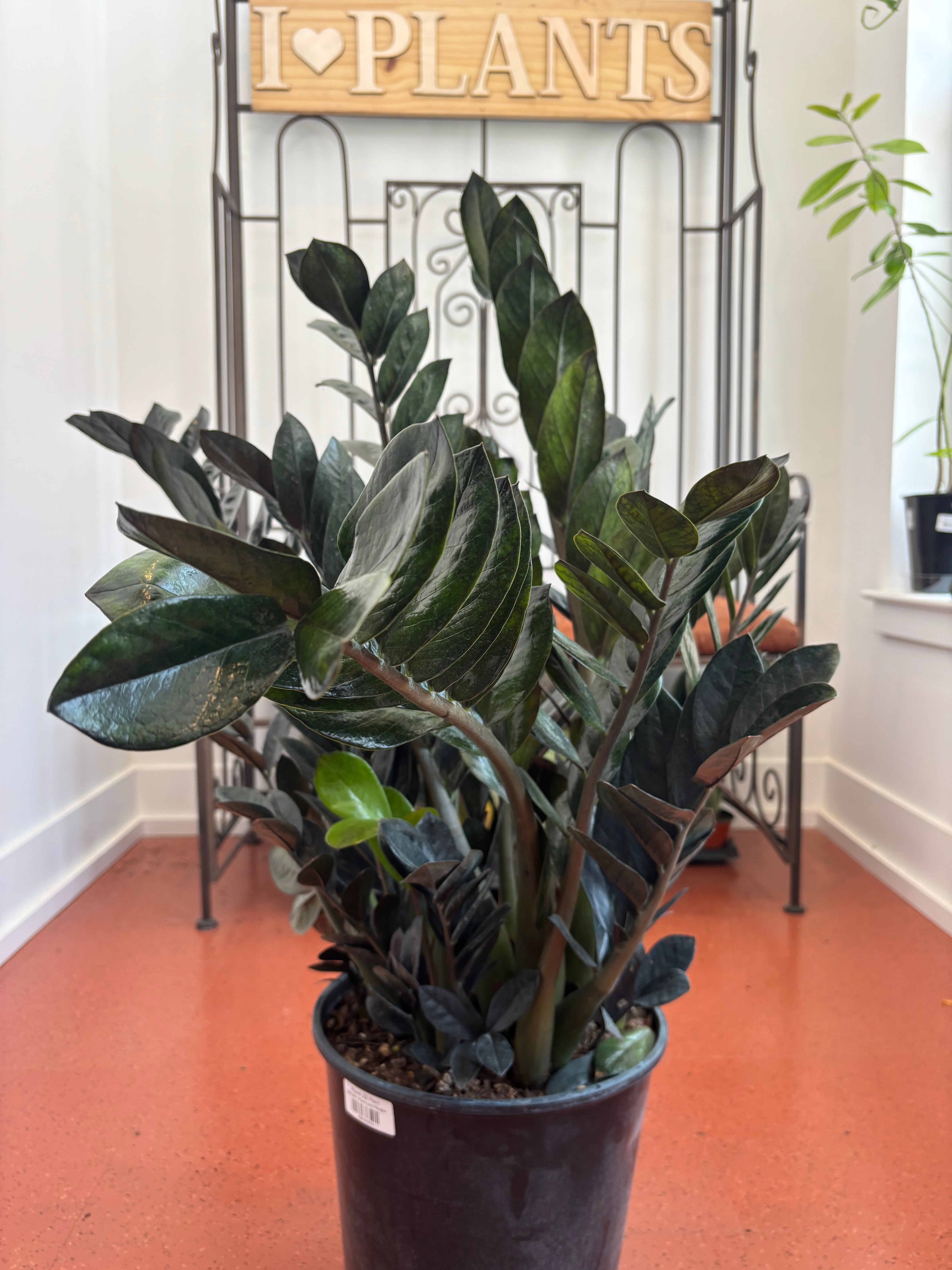 Raven ZZ Plant