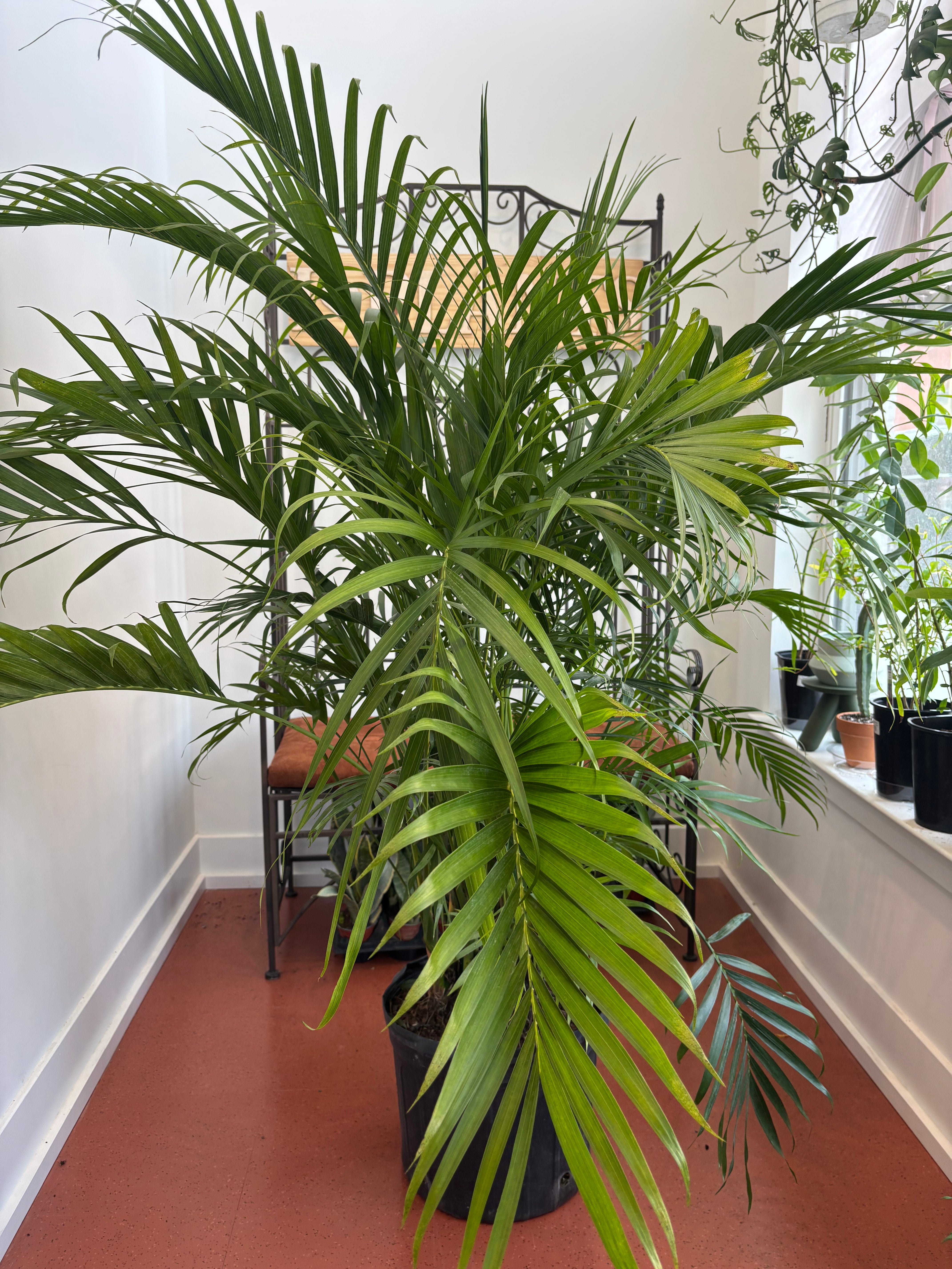 Cat Palm,Cataractarum Palm