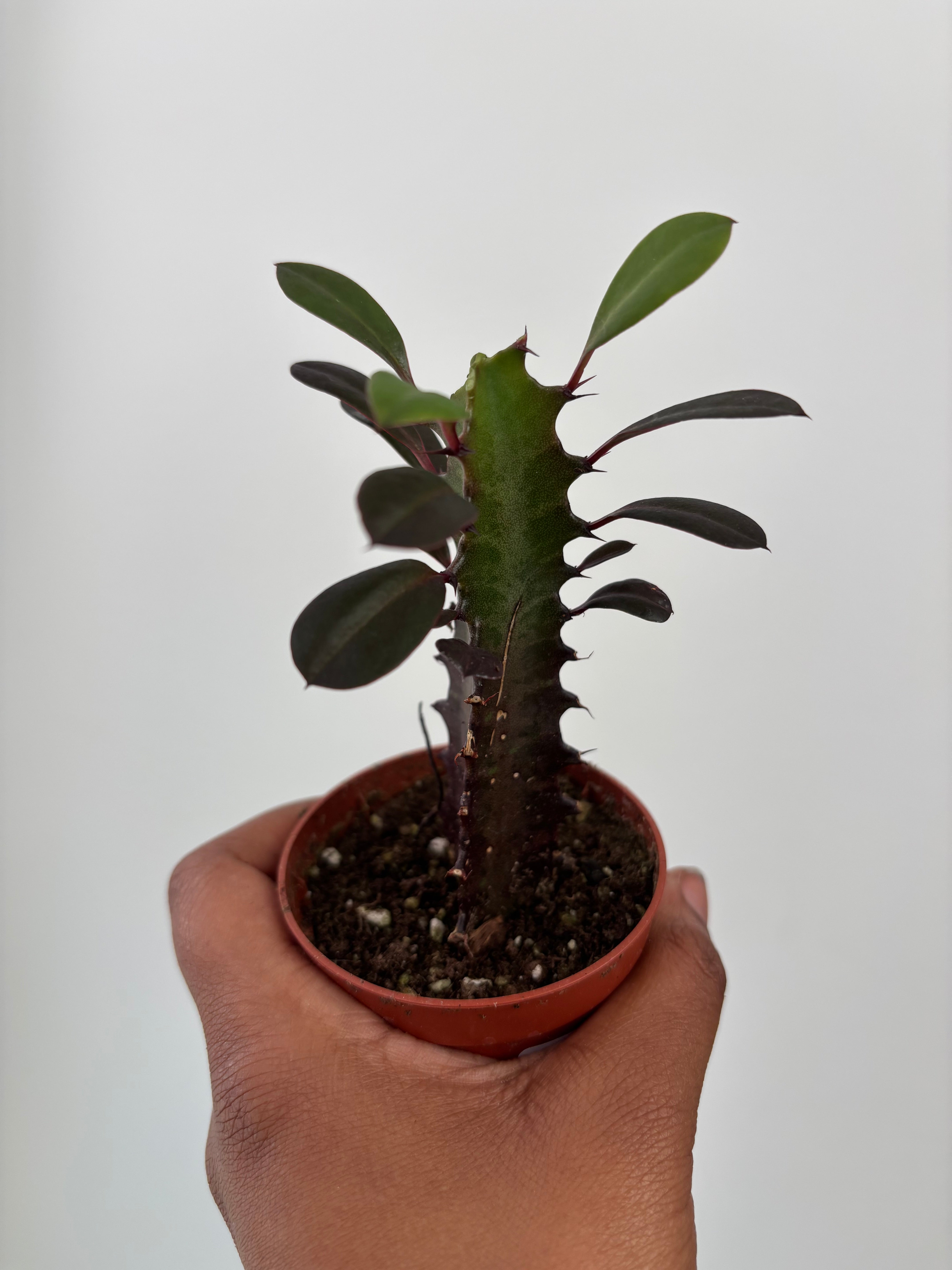 Euphorbia trigona rubra, African Milk Cactus