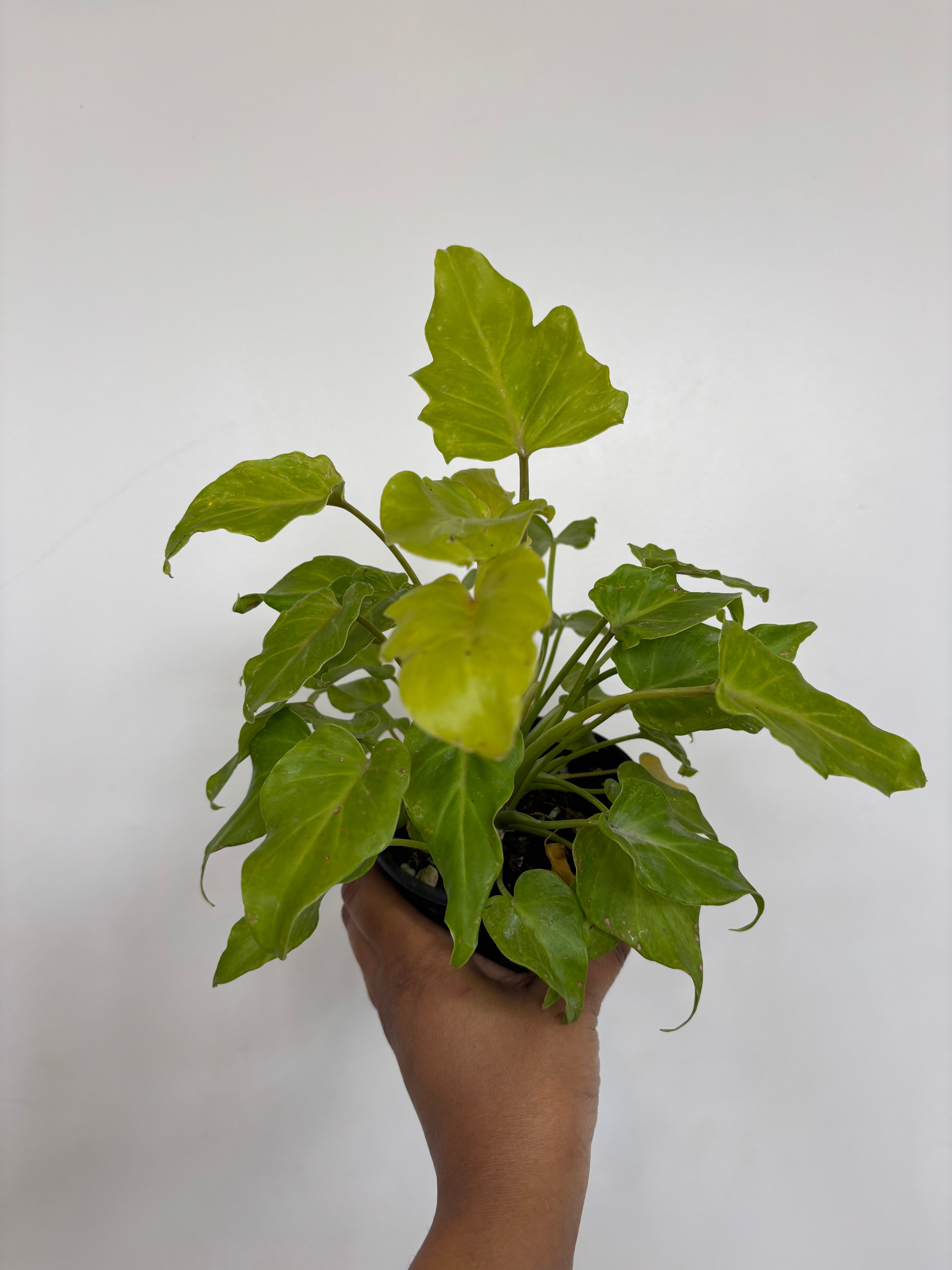 Philodendron Golden Xanadu