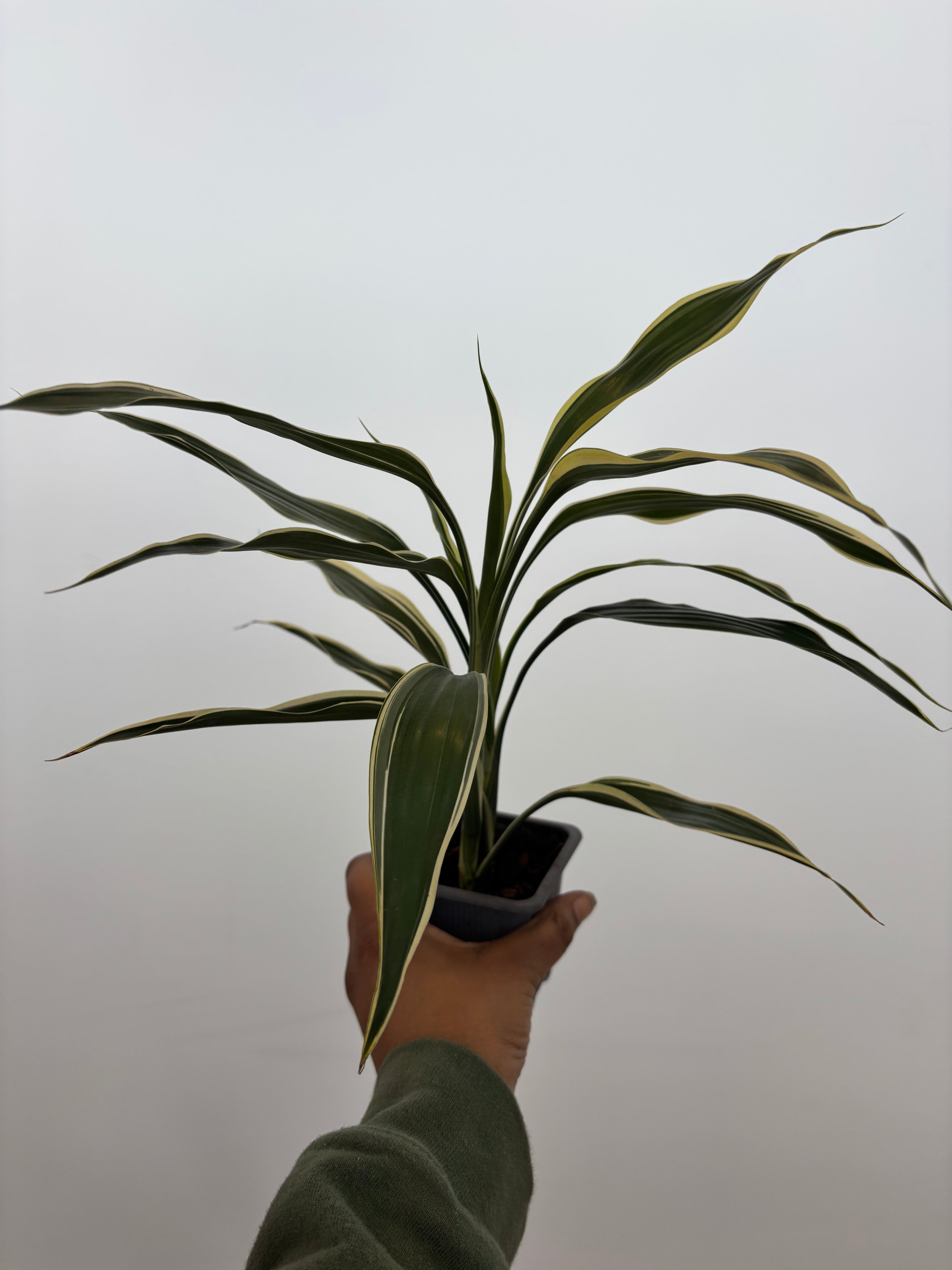 Dracaena Sanderiana White
