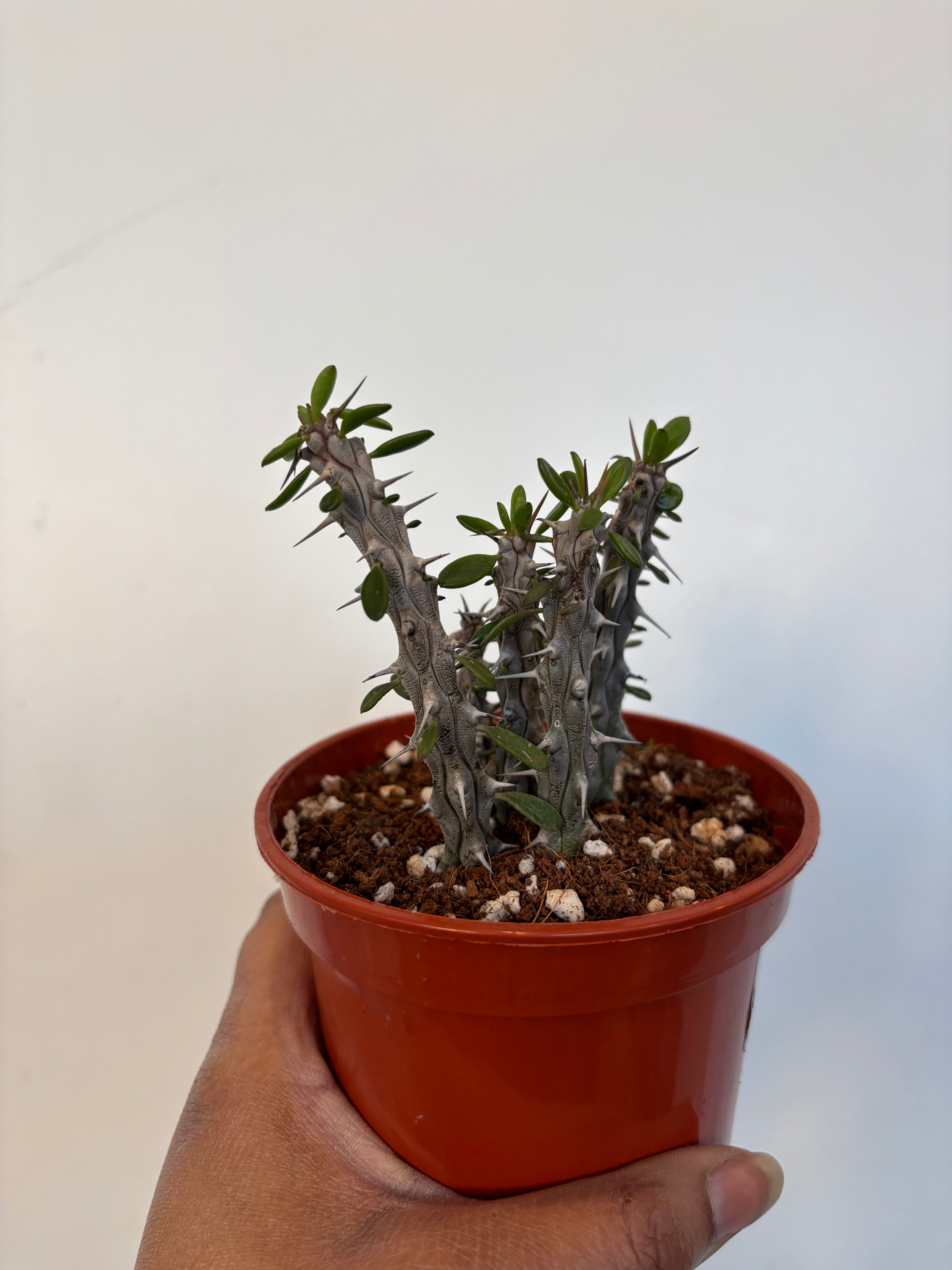 Madagascar ocotillo Alluaudia procera