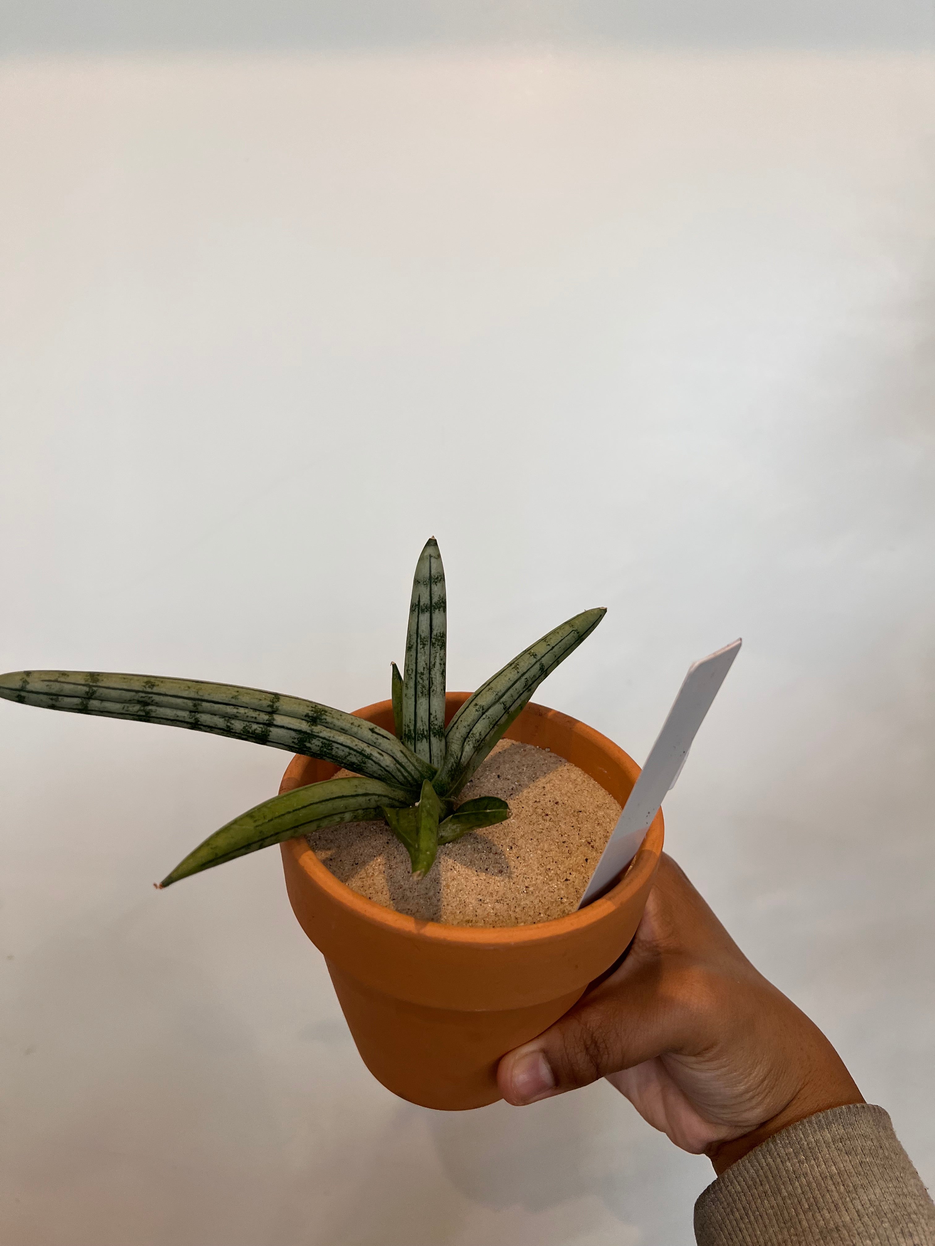 Sansevieria Boncel Starfish