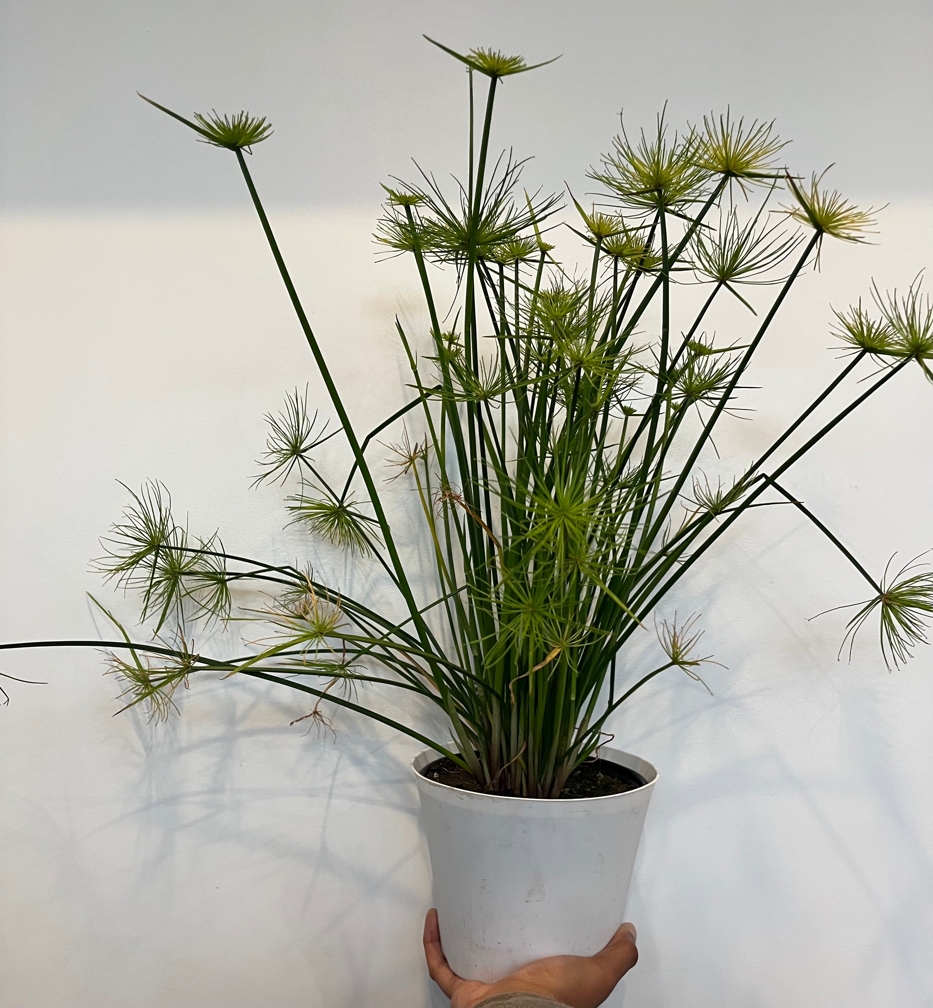 Dwarf Papyrus