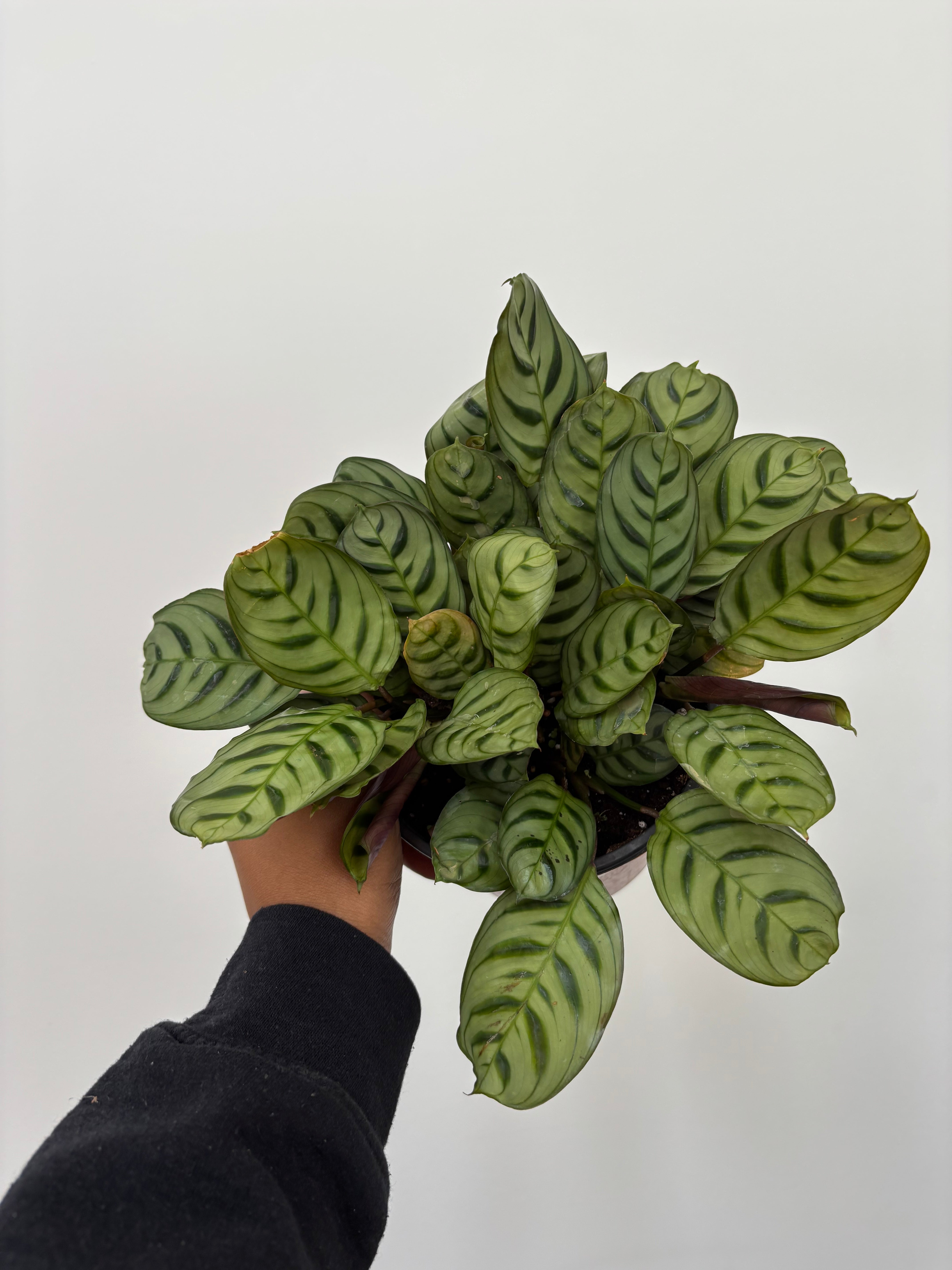Calathea Burle Marxii, Fishbone Prayer Plant
