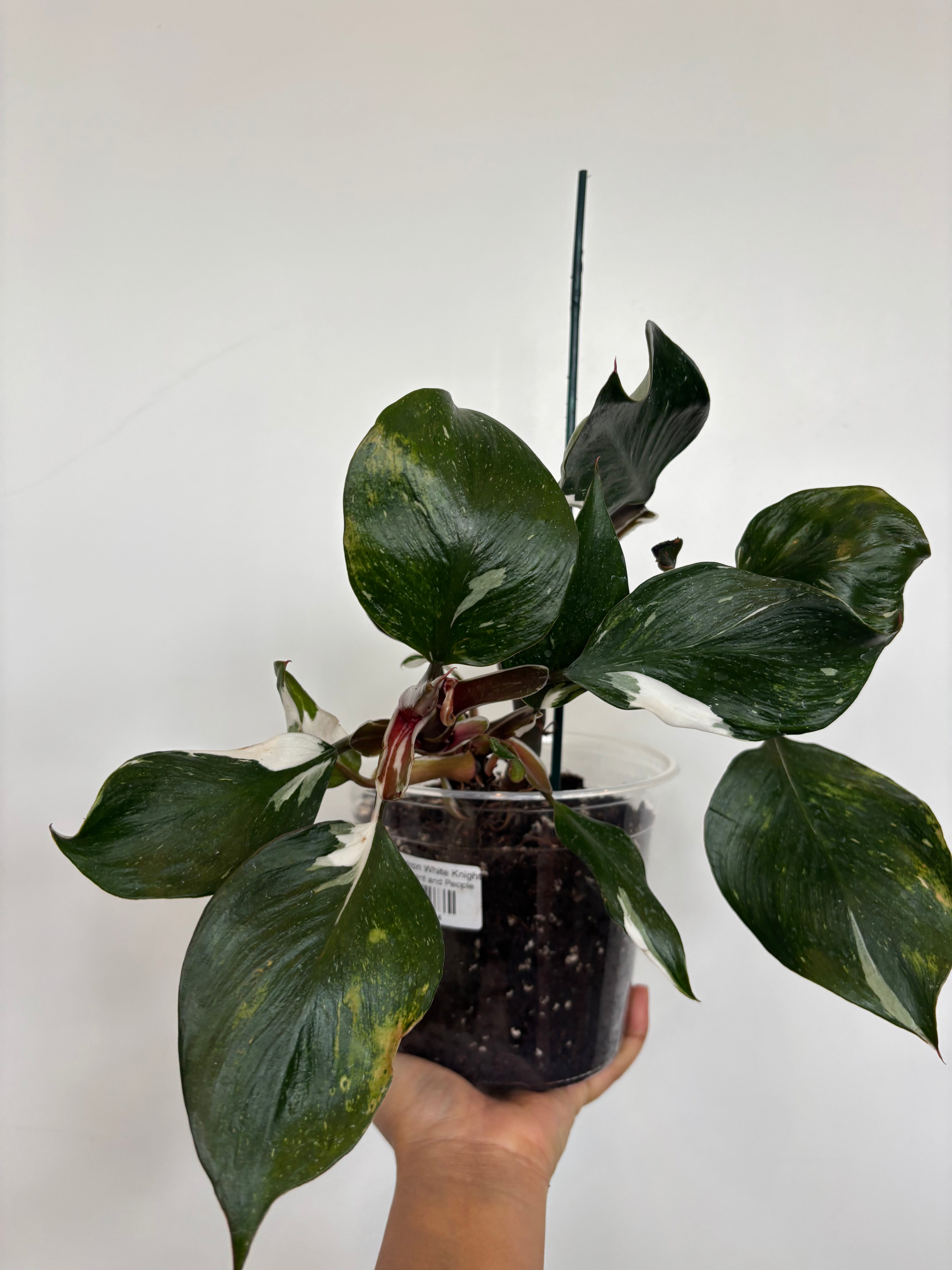 Philodendron White Knight