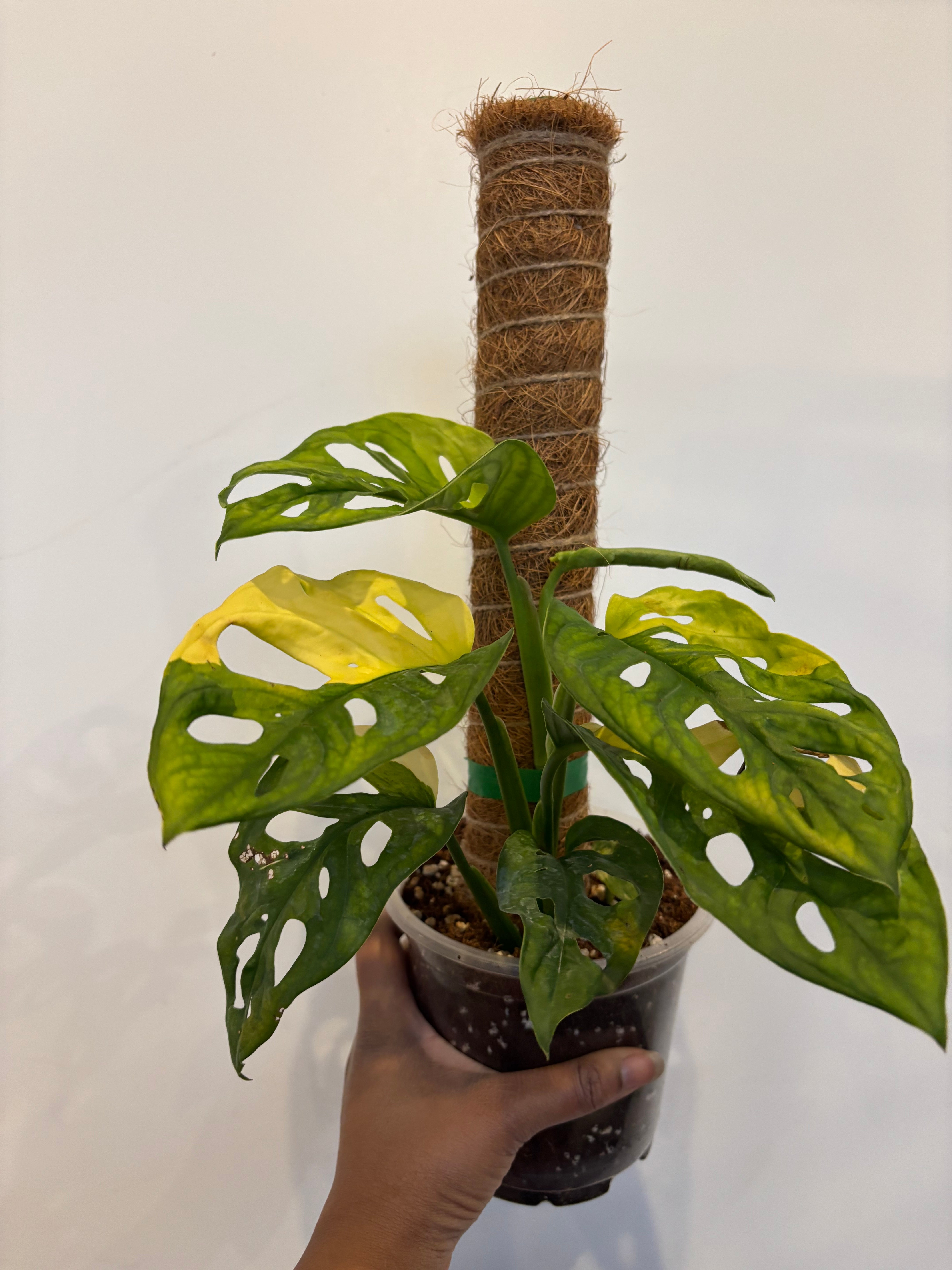 Monstera Adansonii Aurea