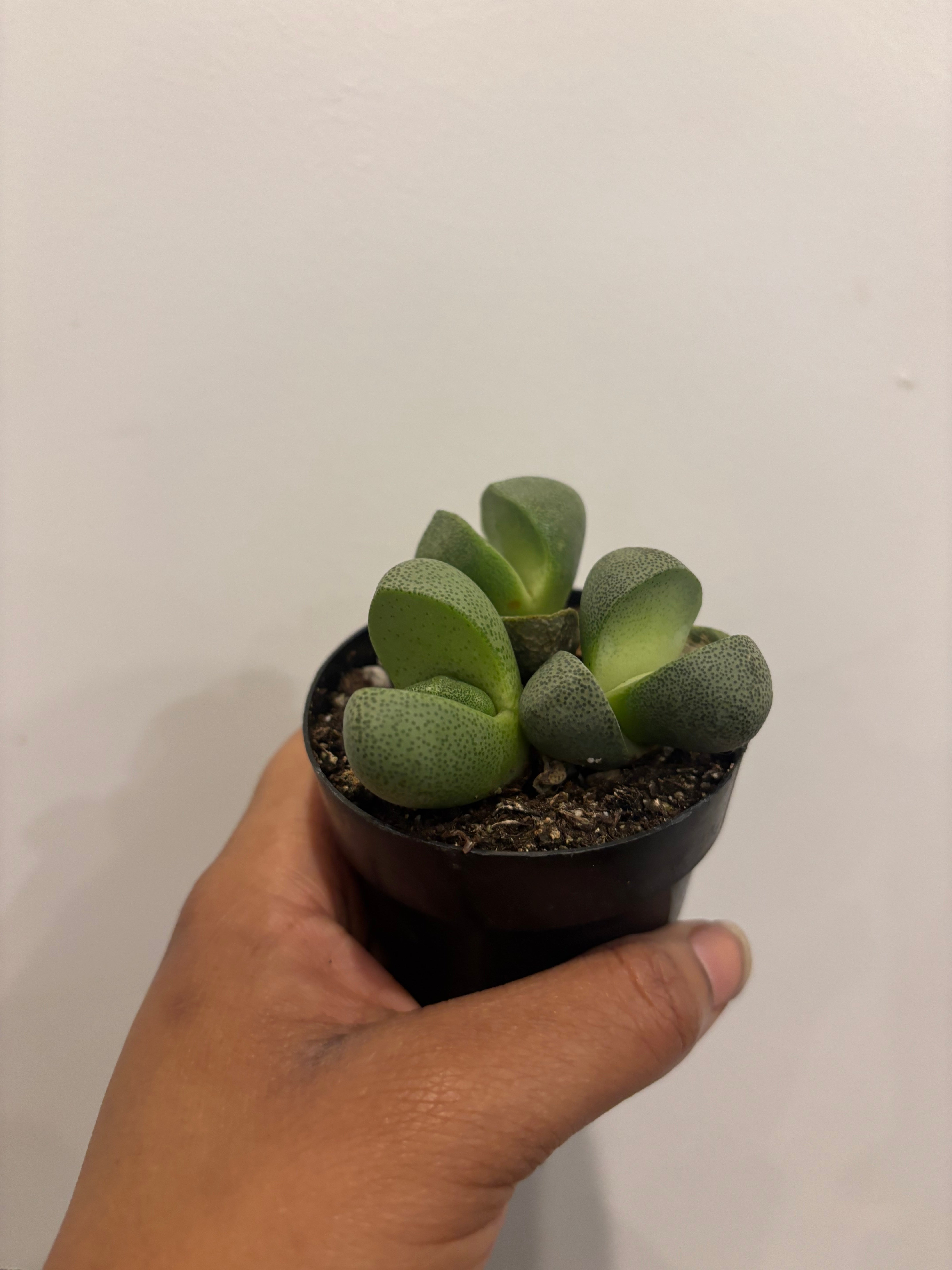 Split Rock, Pleiospilos Nelii