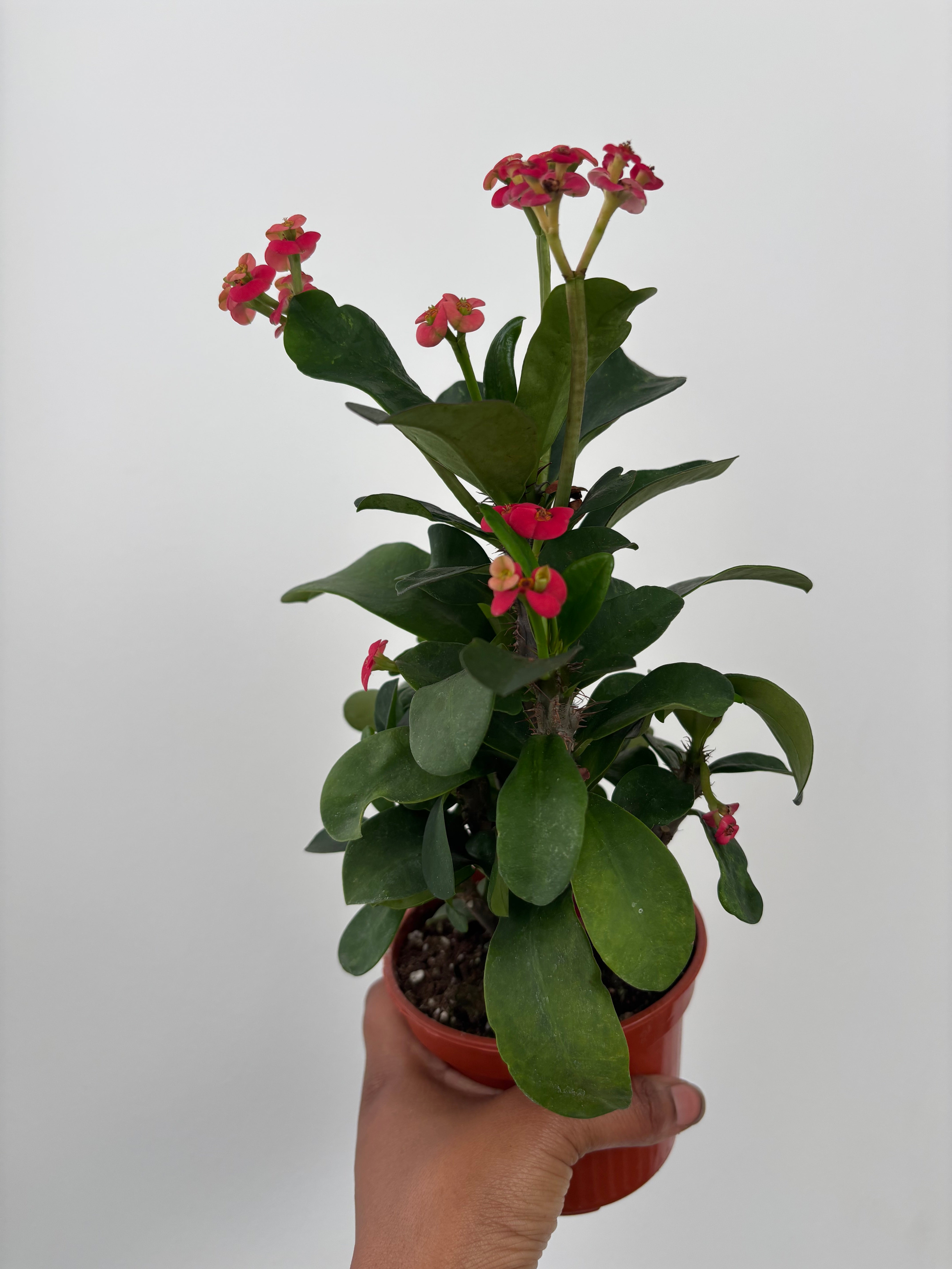 Euphorbia Milli Crown of Thorns