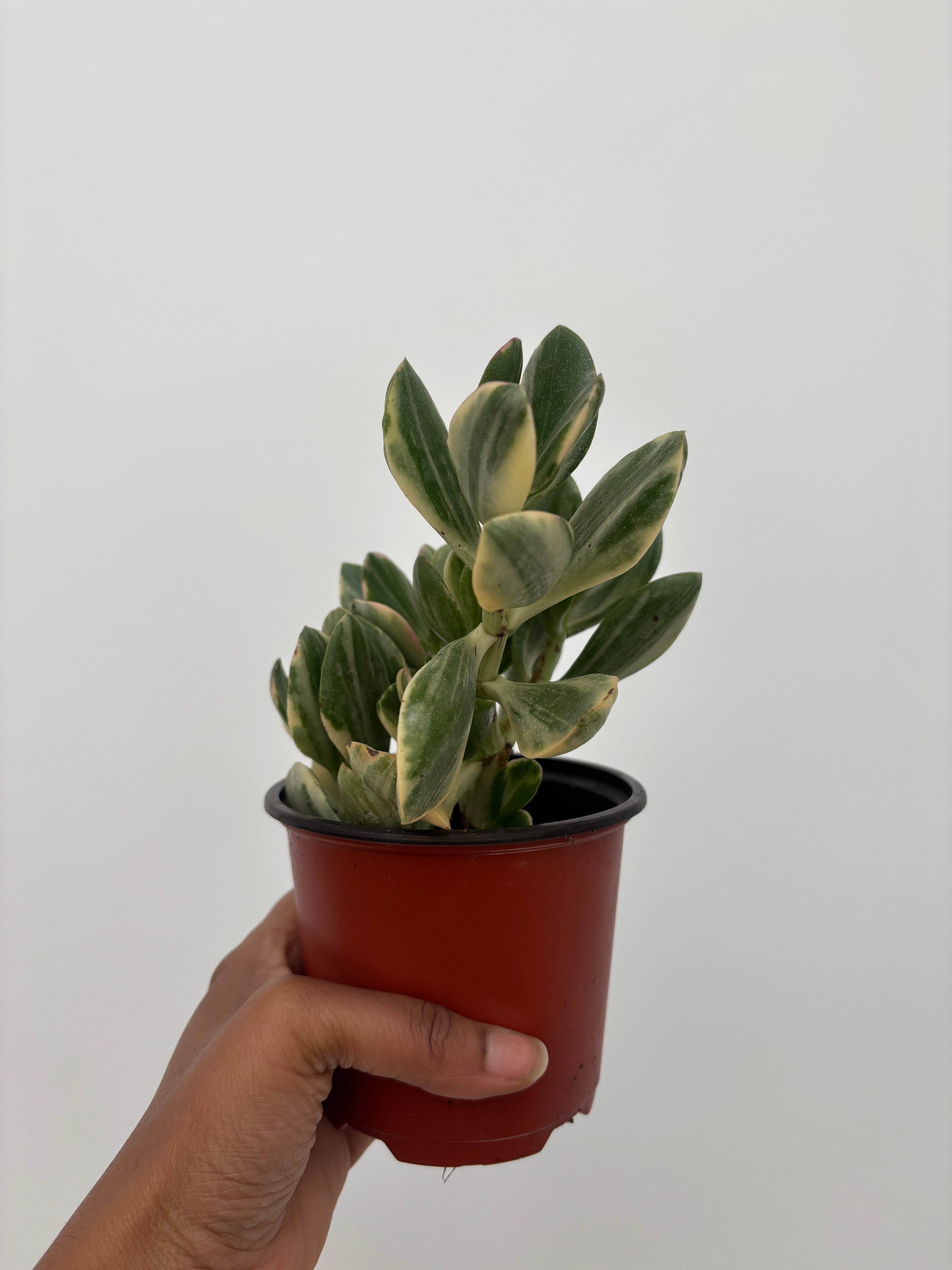 Variegated Jade