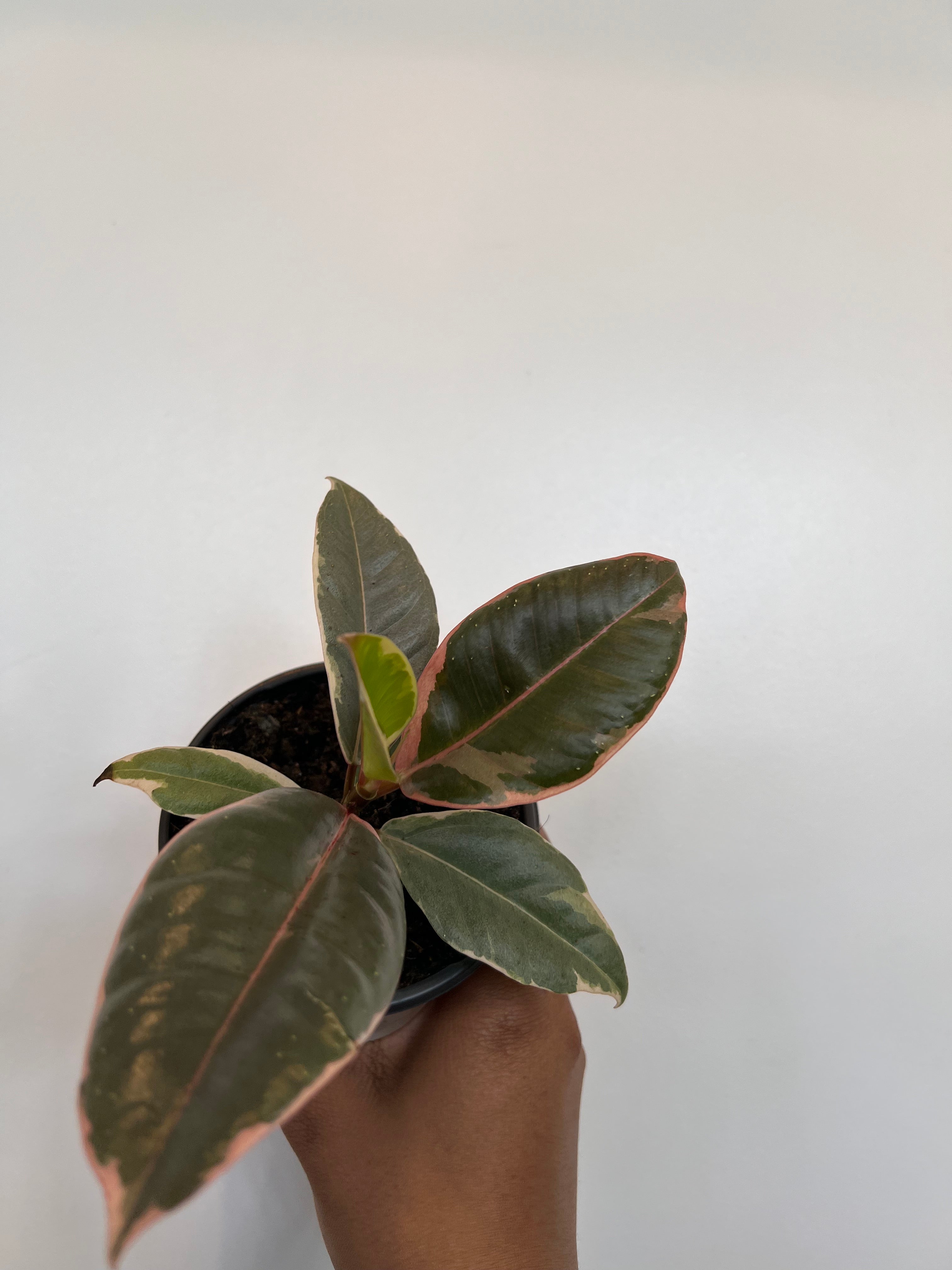 Ficus Elastica Tineke