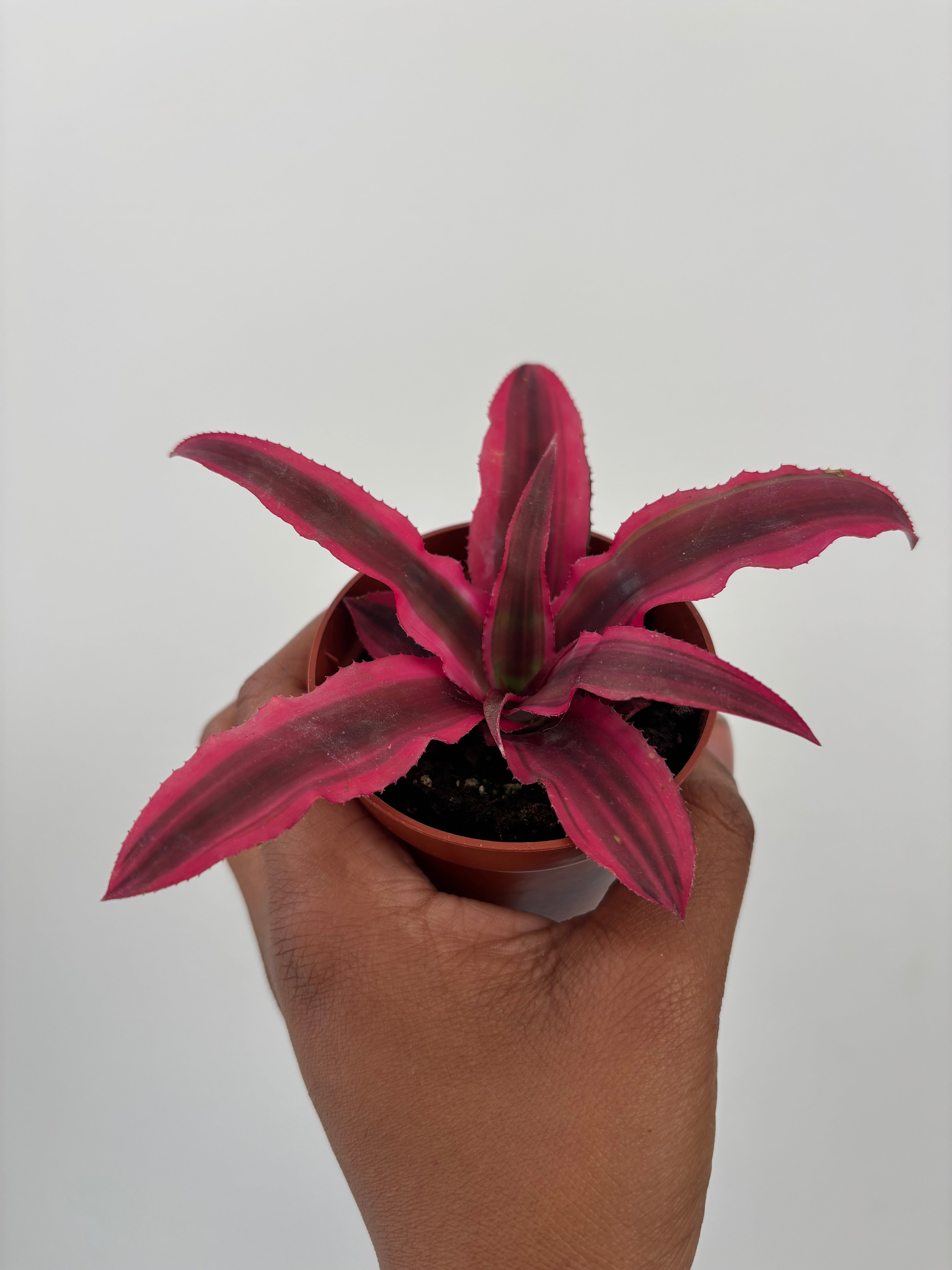 Cryptanthus Pink Star