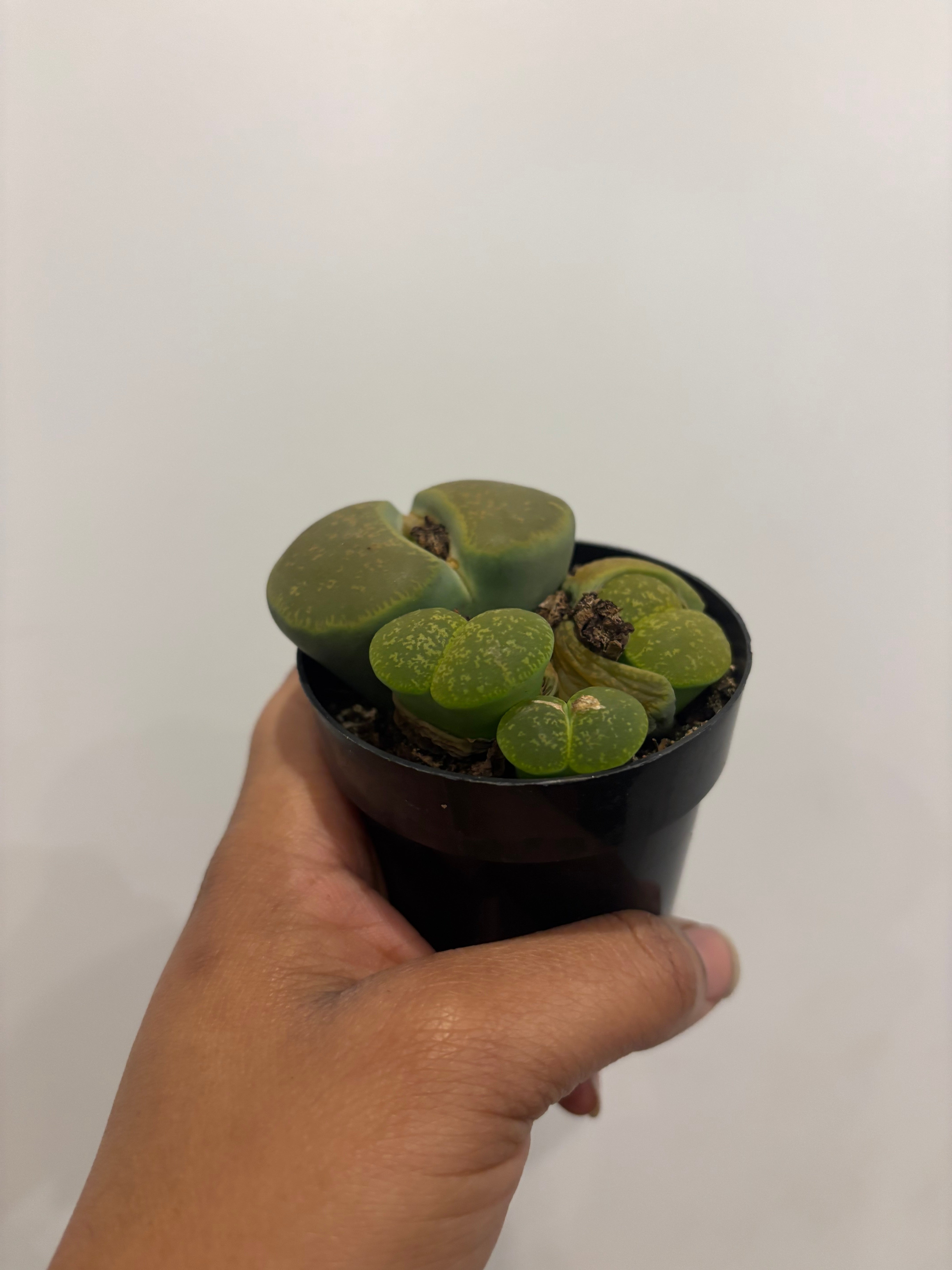 Lithops, Living Stone Plant