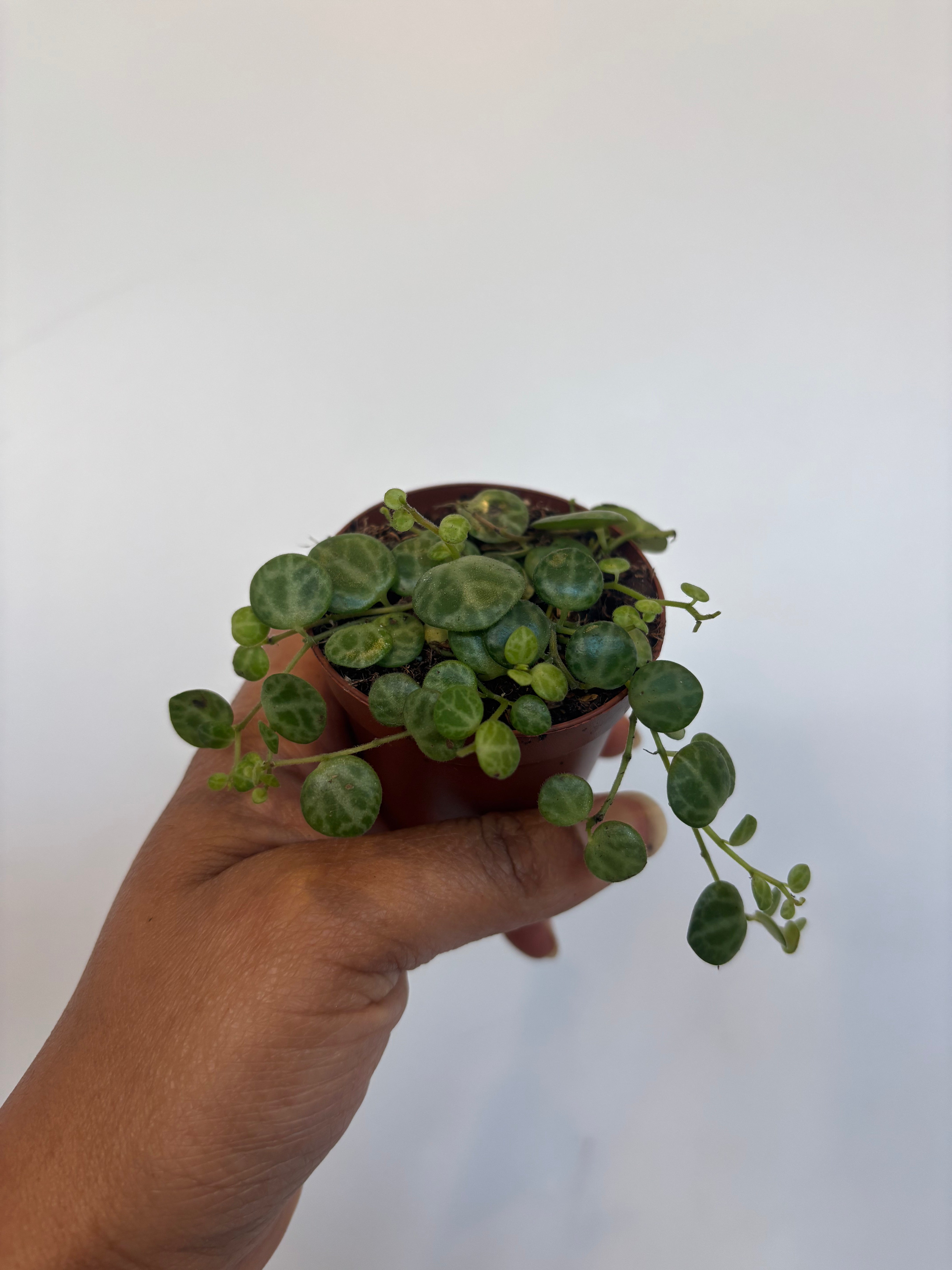 String of turtles Peperomia Postrata