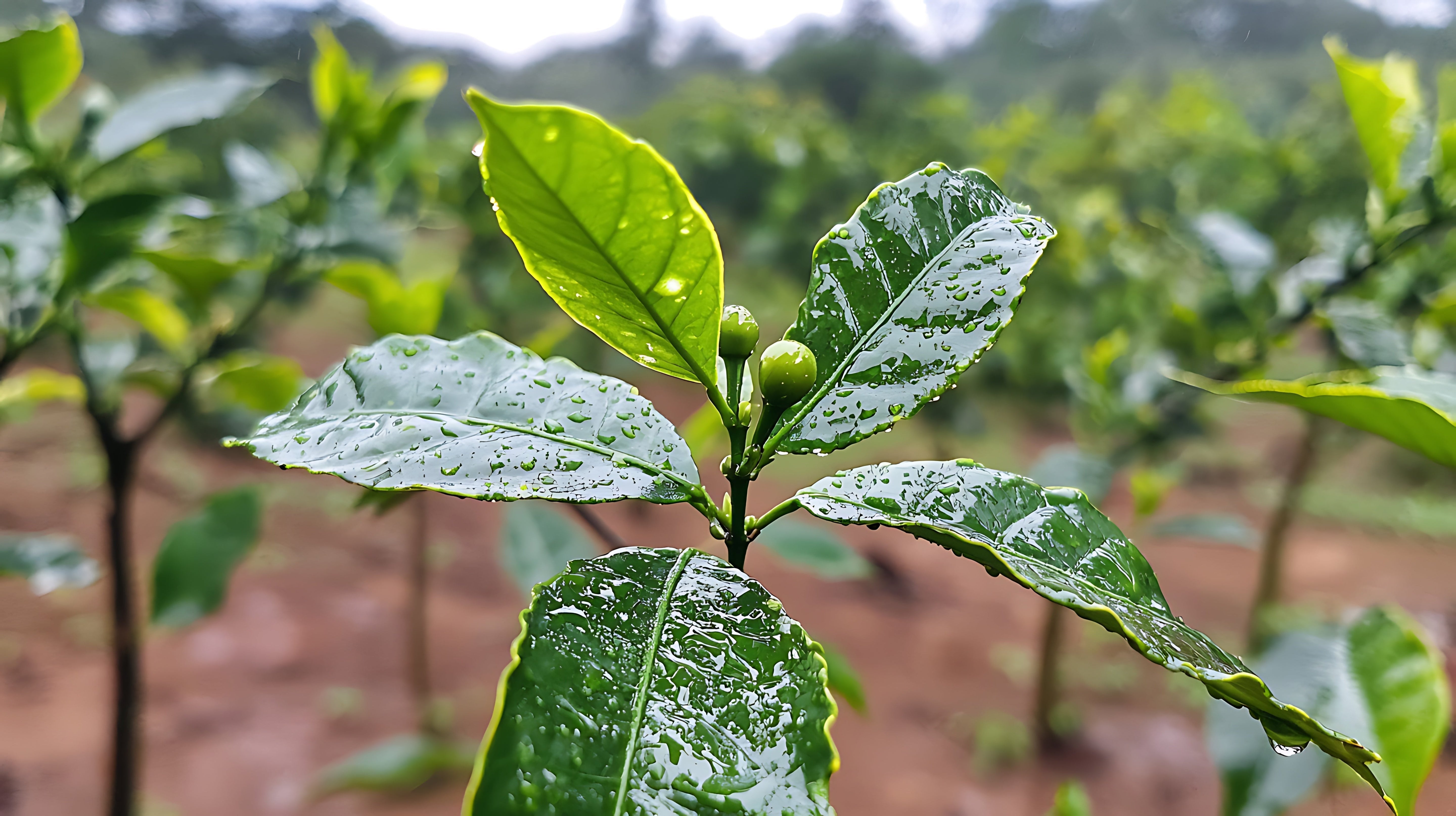 Yes, You Can Grow Coffee Indoors: How to Care for Your Coffea arabica Plant