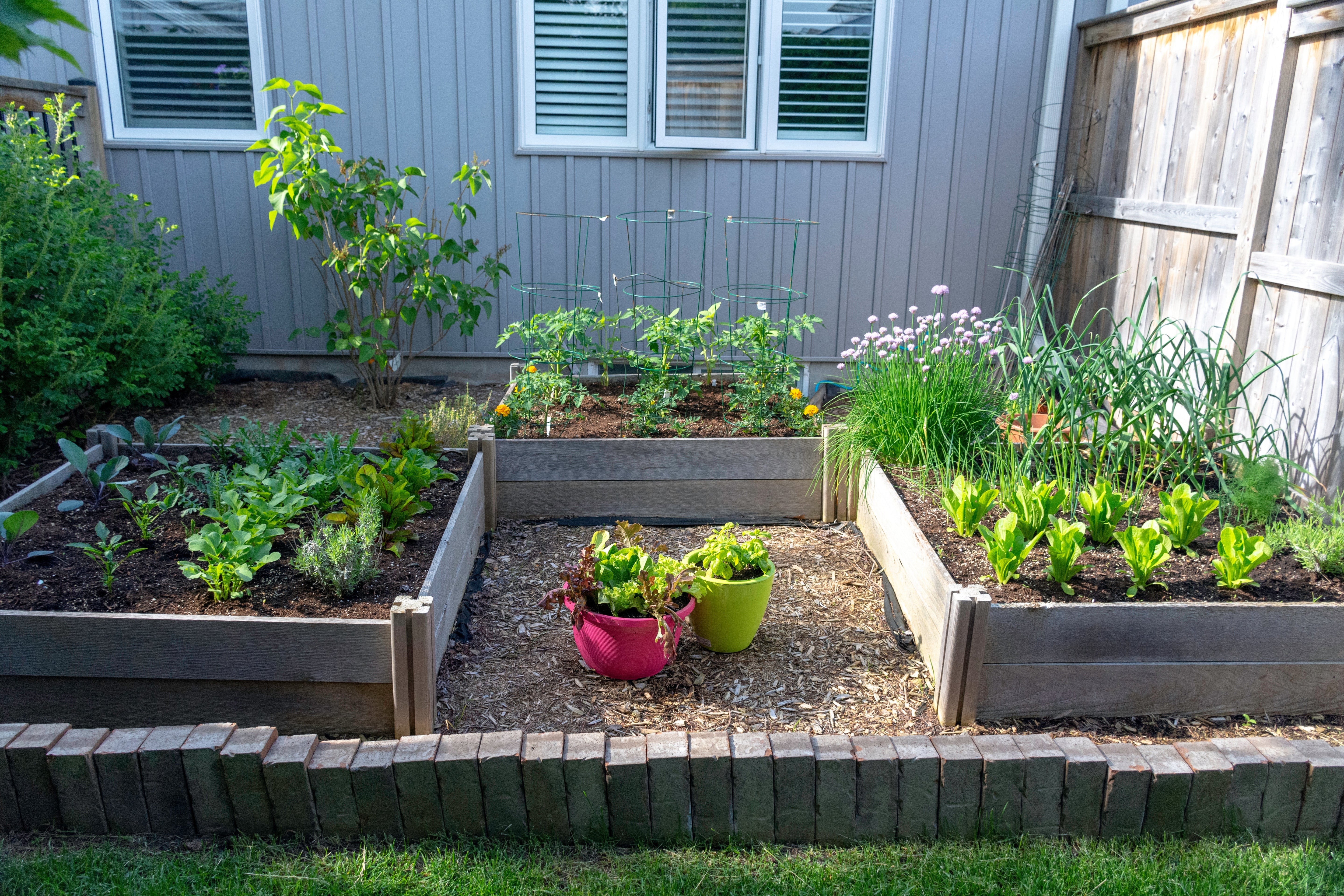 Container Gardening 101: Grow Your Own Food, No Backyard Required!