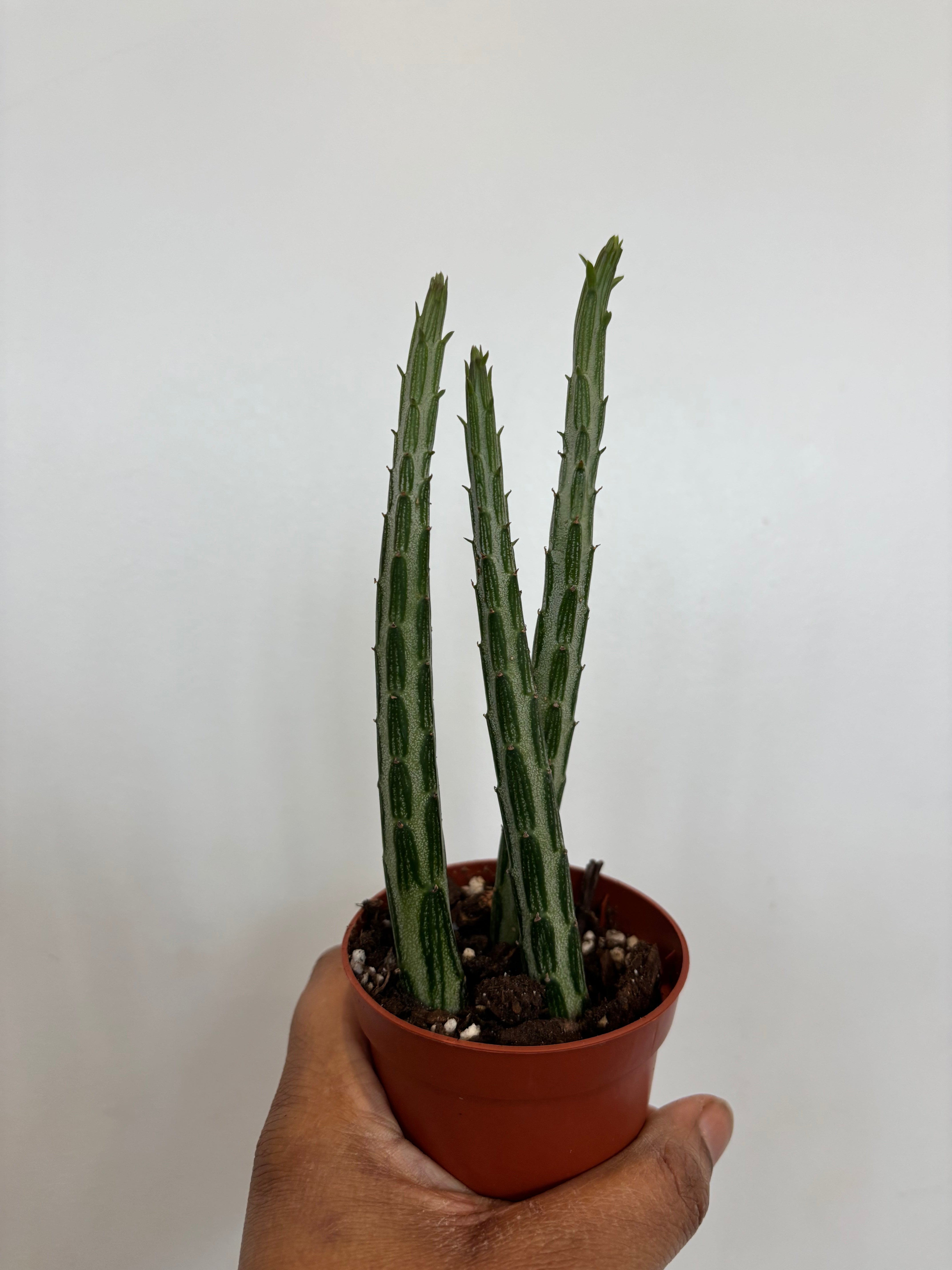 Senecio stapelliformis, Pickle plant