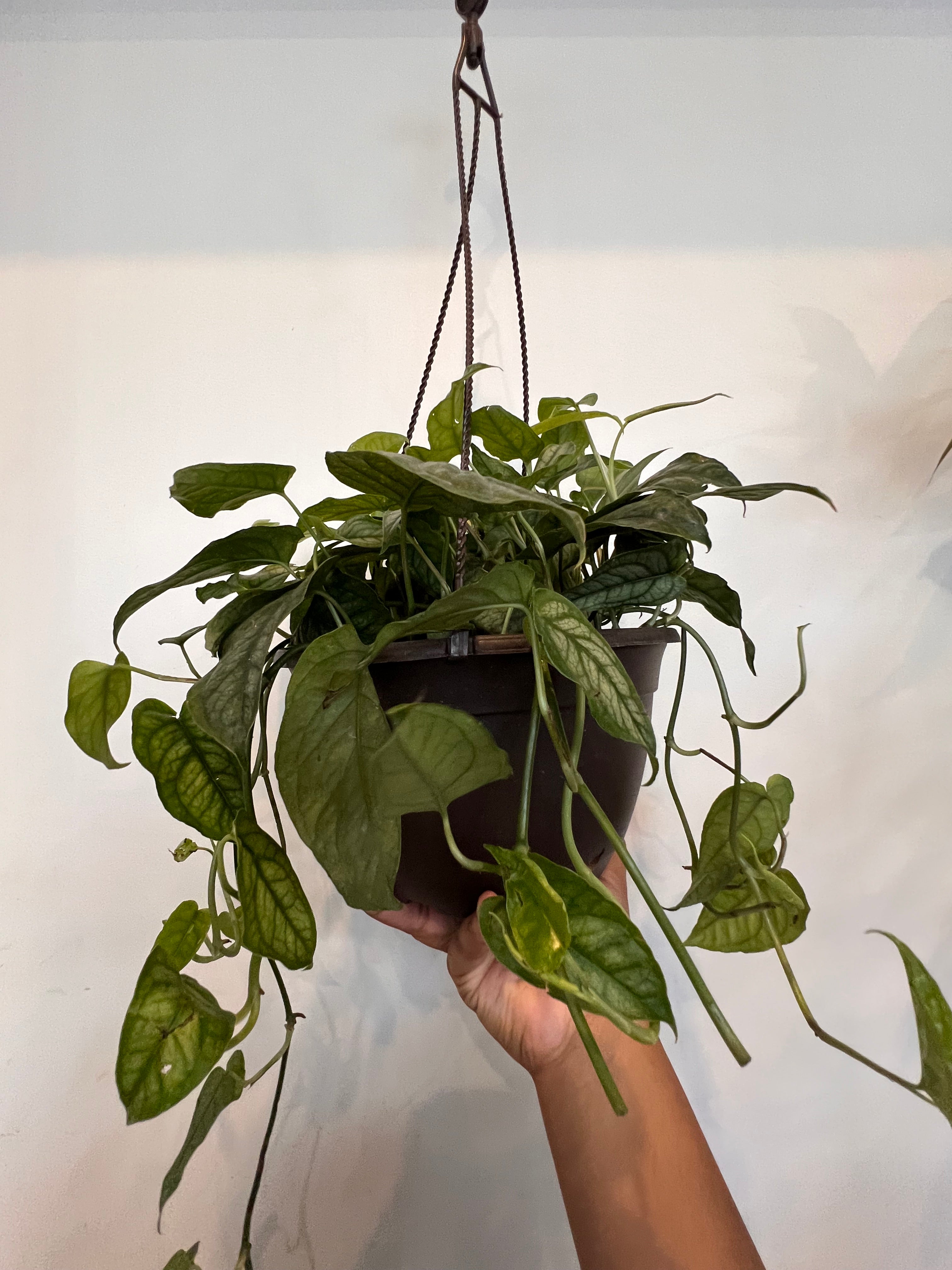 Monstera Siltepecana