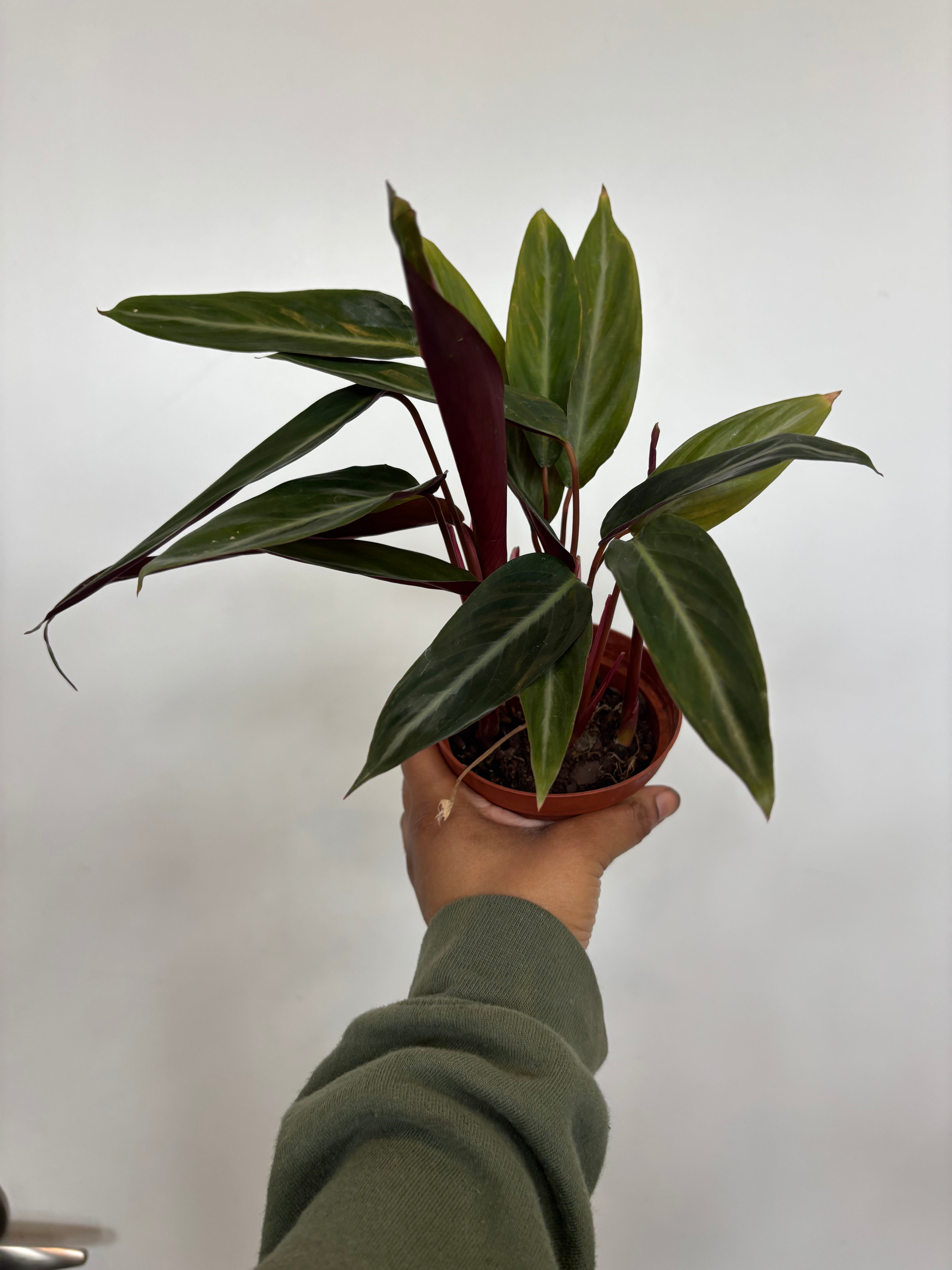 Stromanthe Sanguinea, Triostar Stromanthe