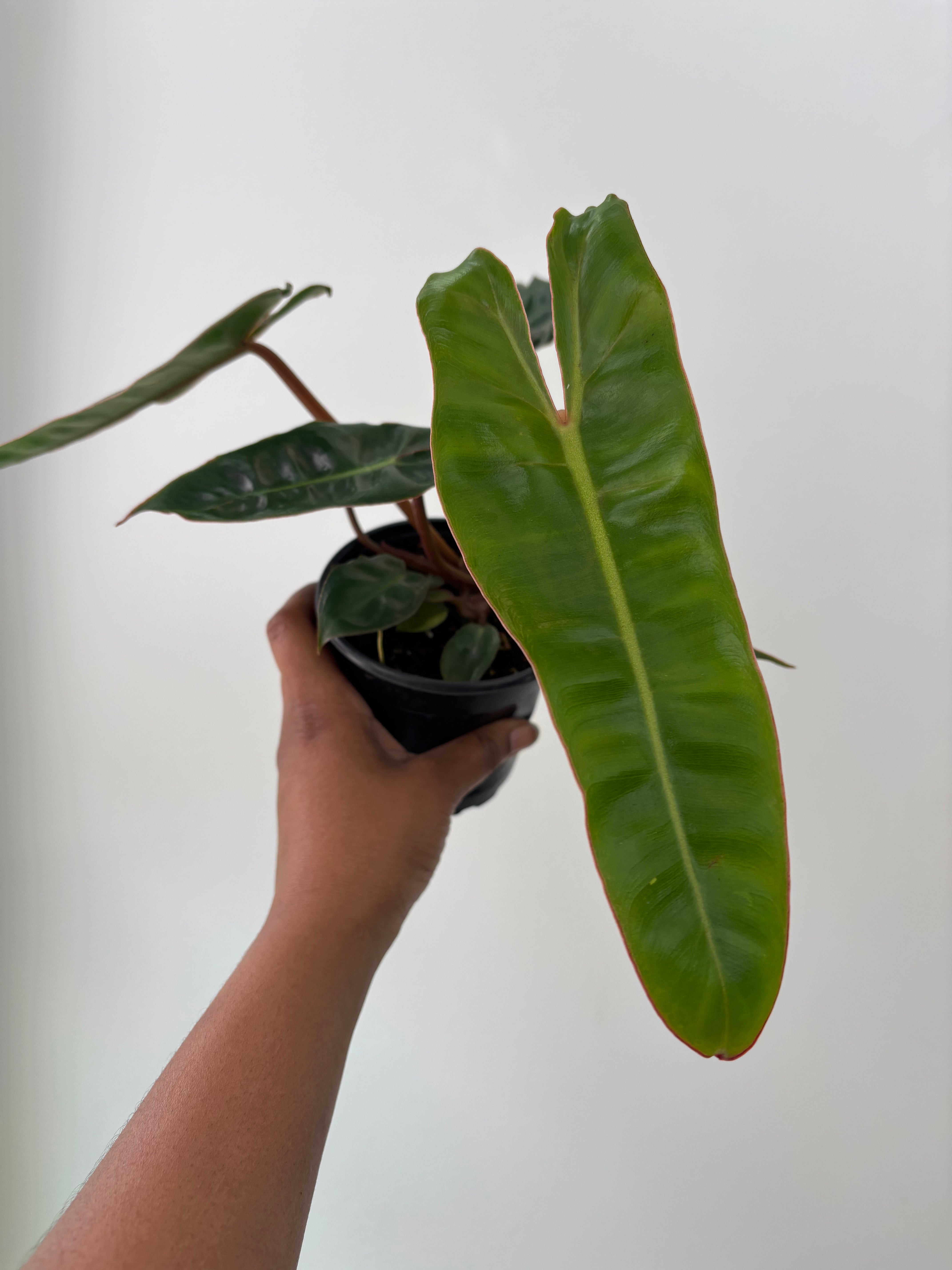 Philodendron billietiae