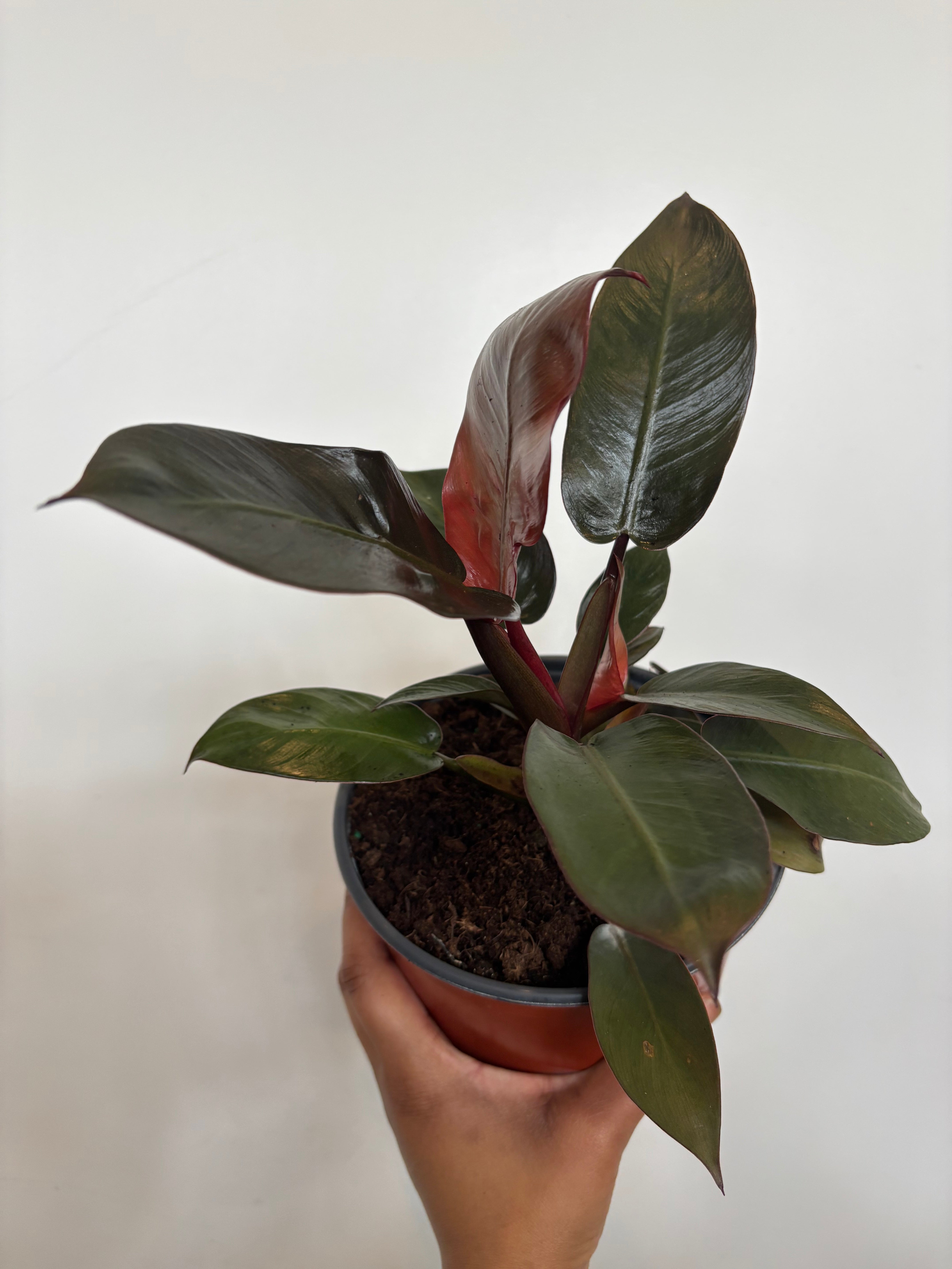 Philodendron Black Cardinal