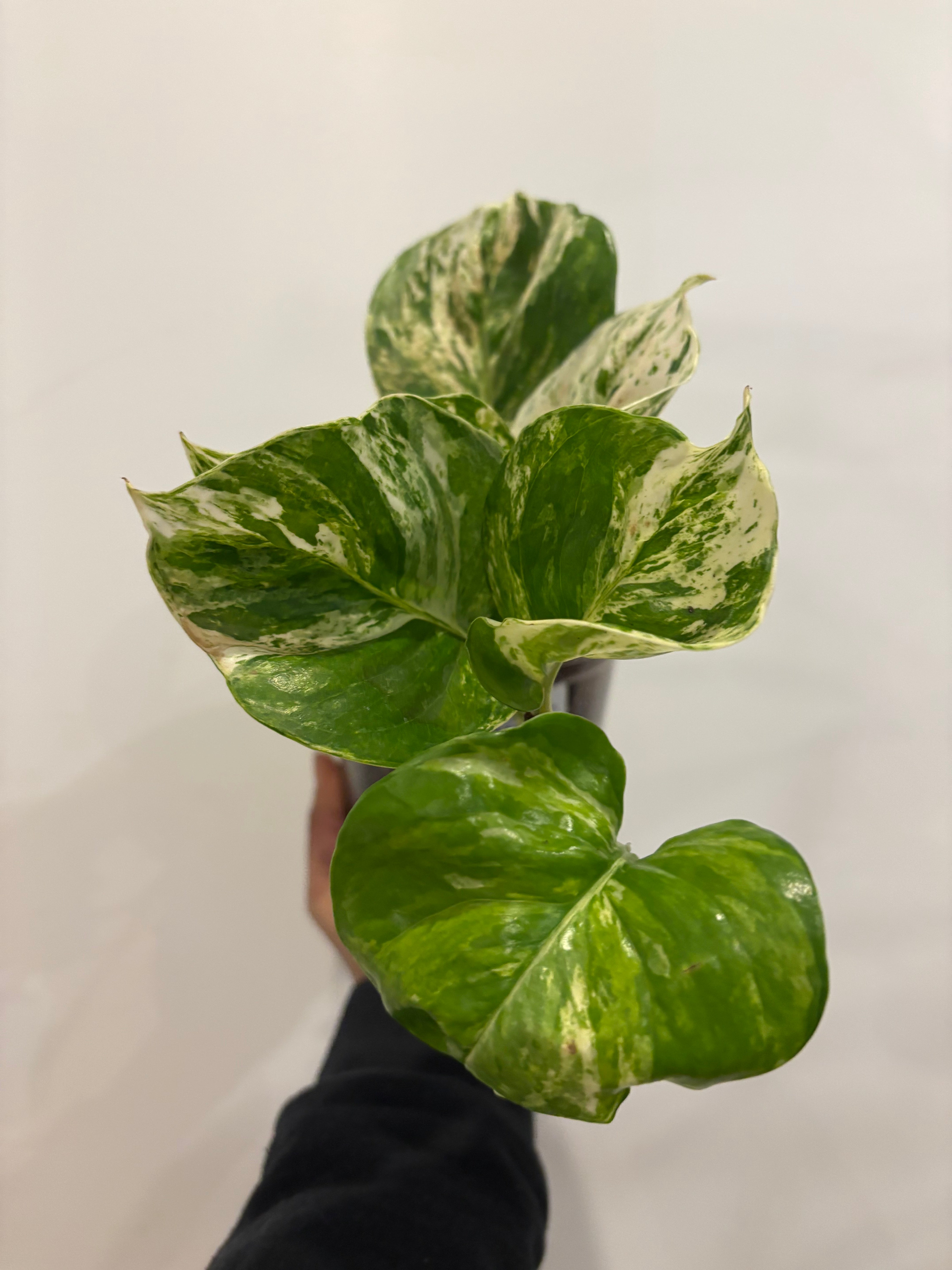 Manjula Pothos Green Form