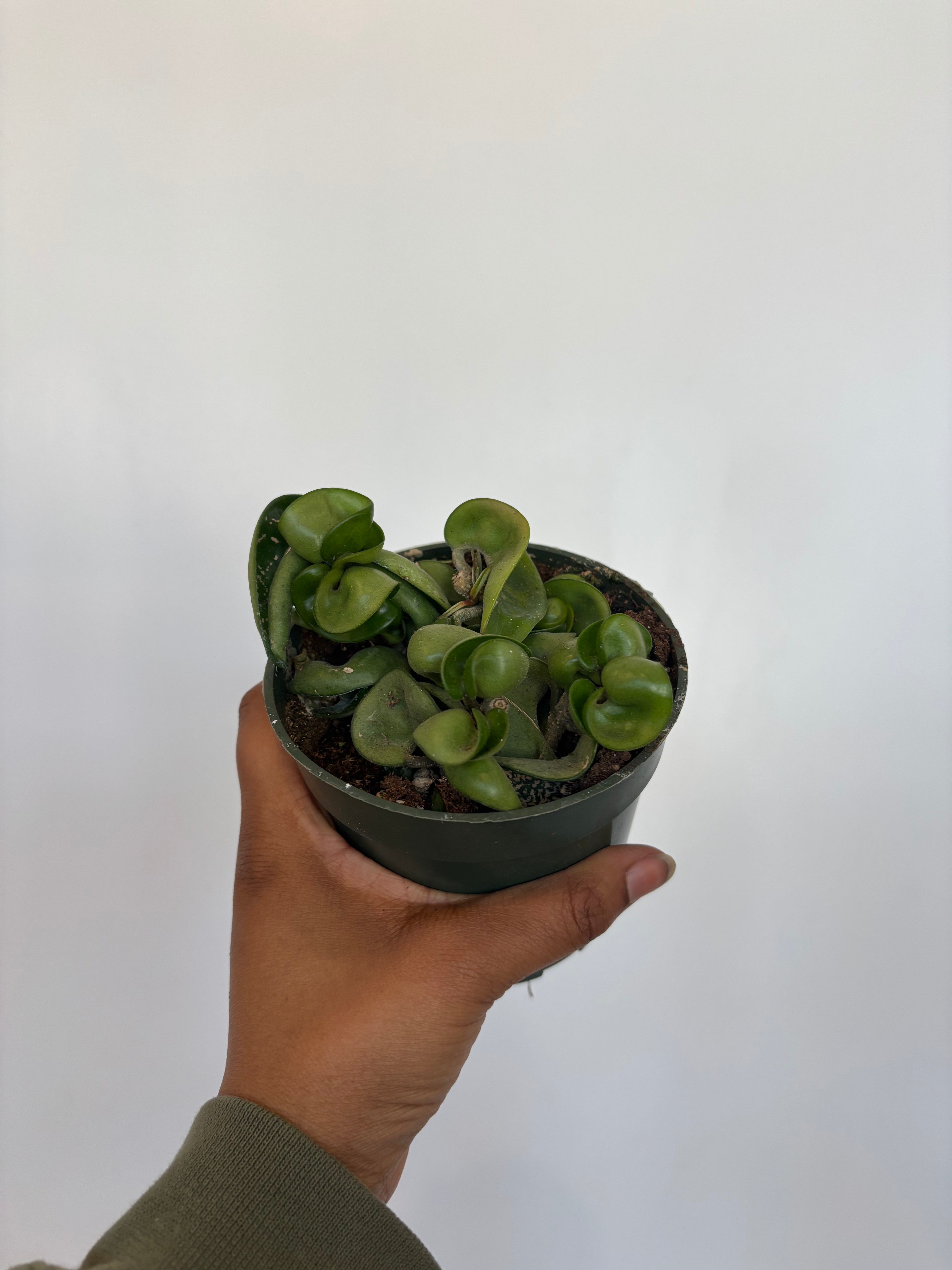 Hoya Carnosa Compacta, Rope Hoya