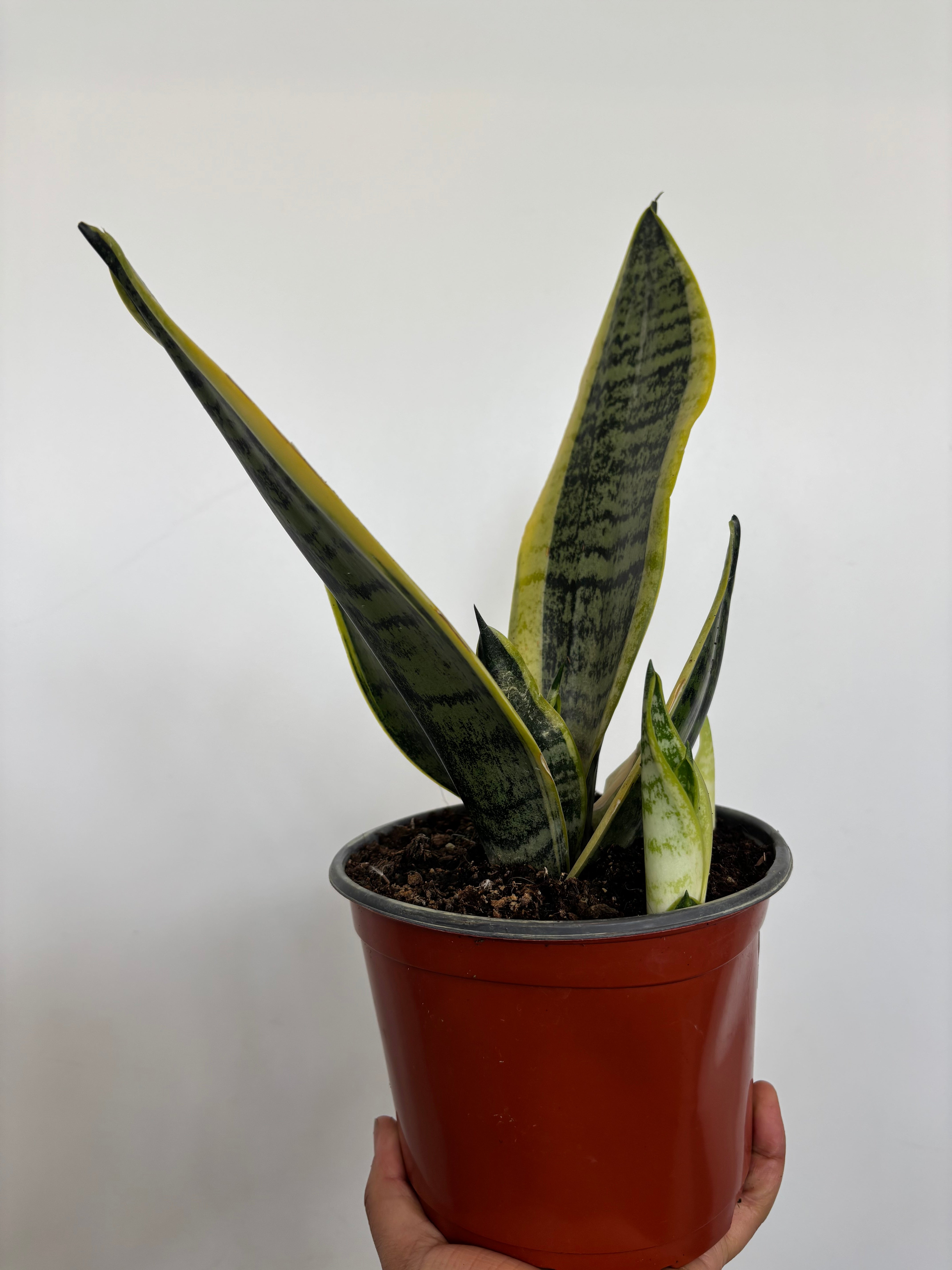 Sansevieria Superba