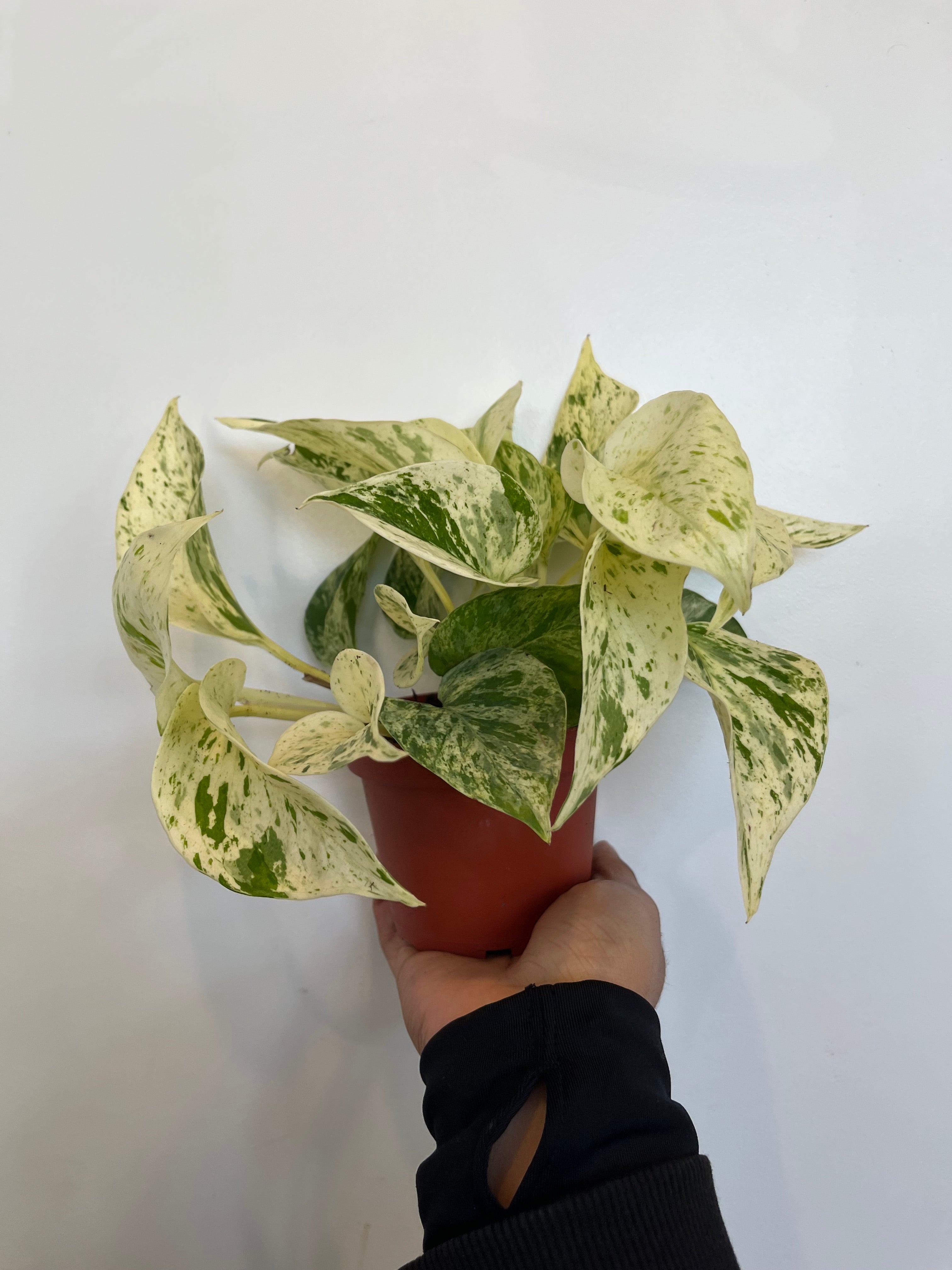 Snow Queen Pothos